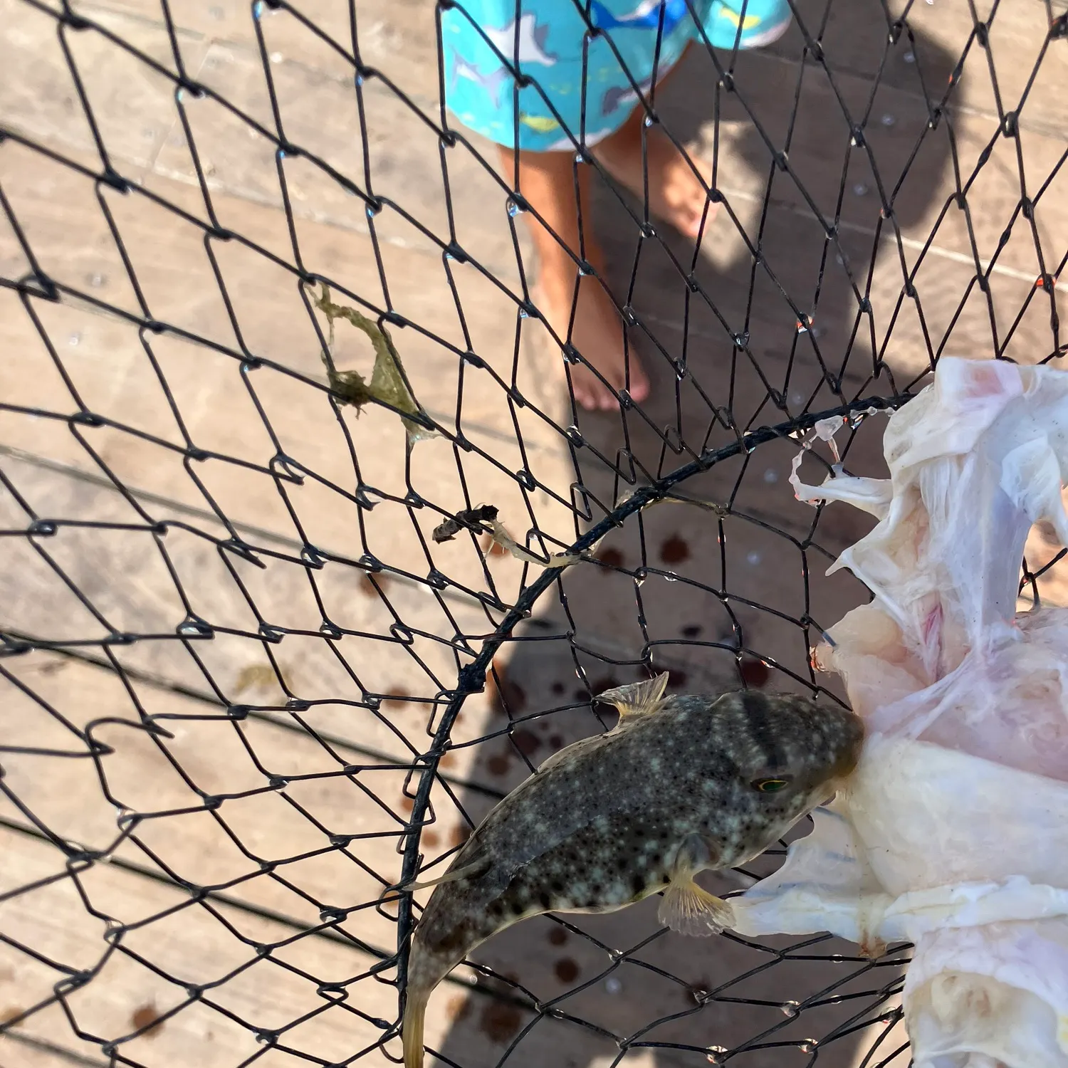 Northern puffer caught on Fishbrain