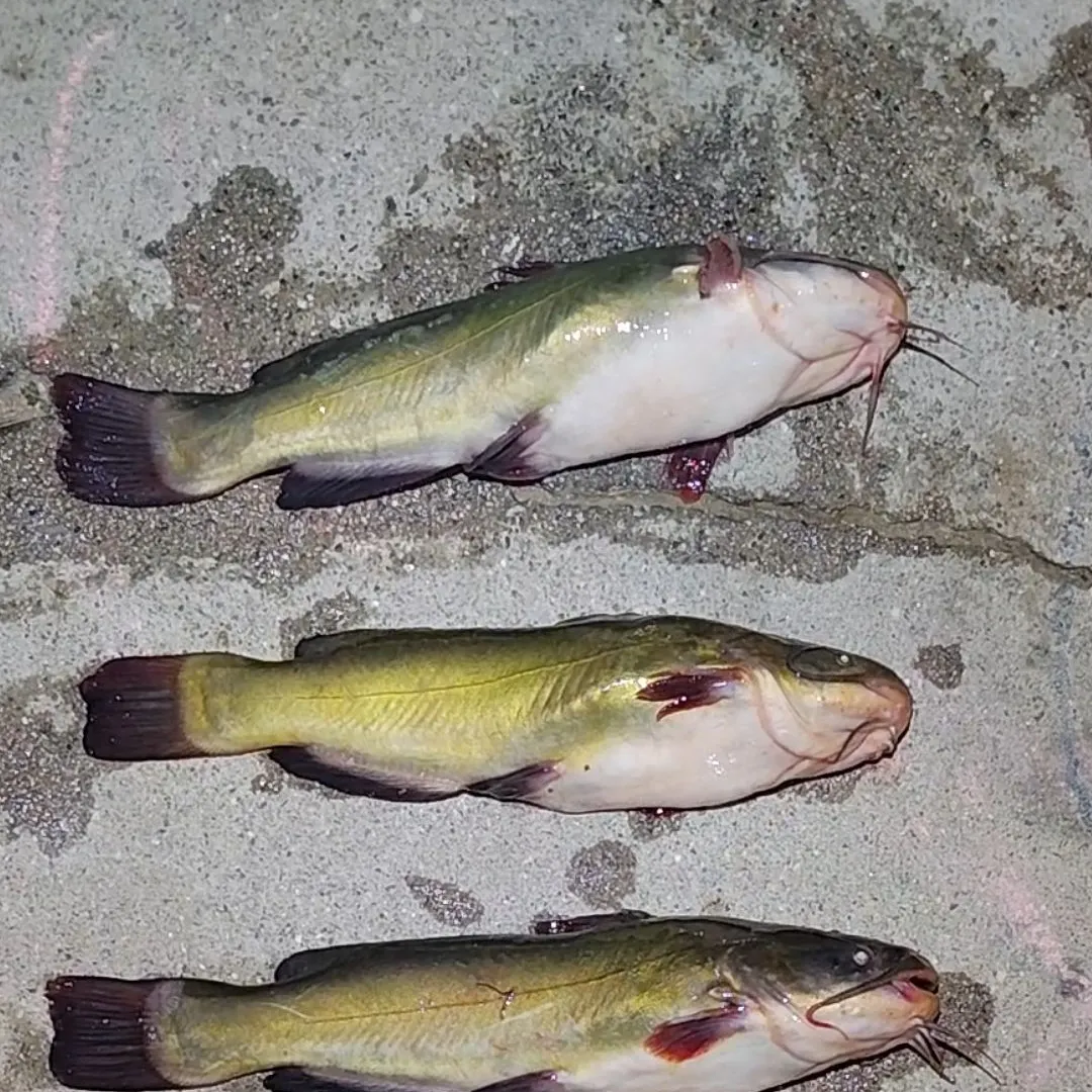 Yellow bullhead caught on Fishbrain