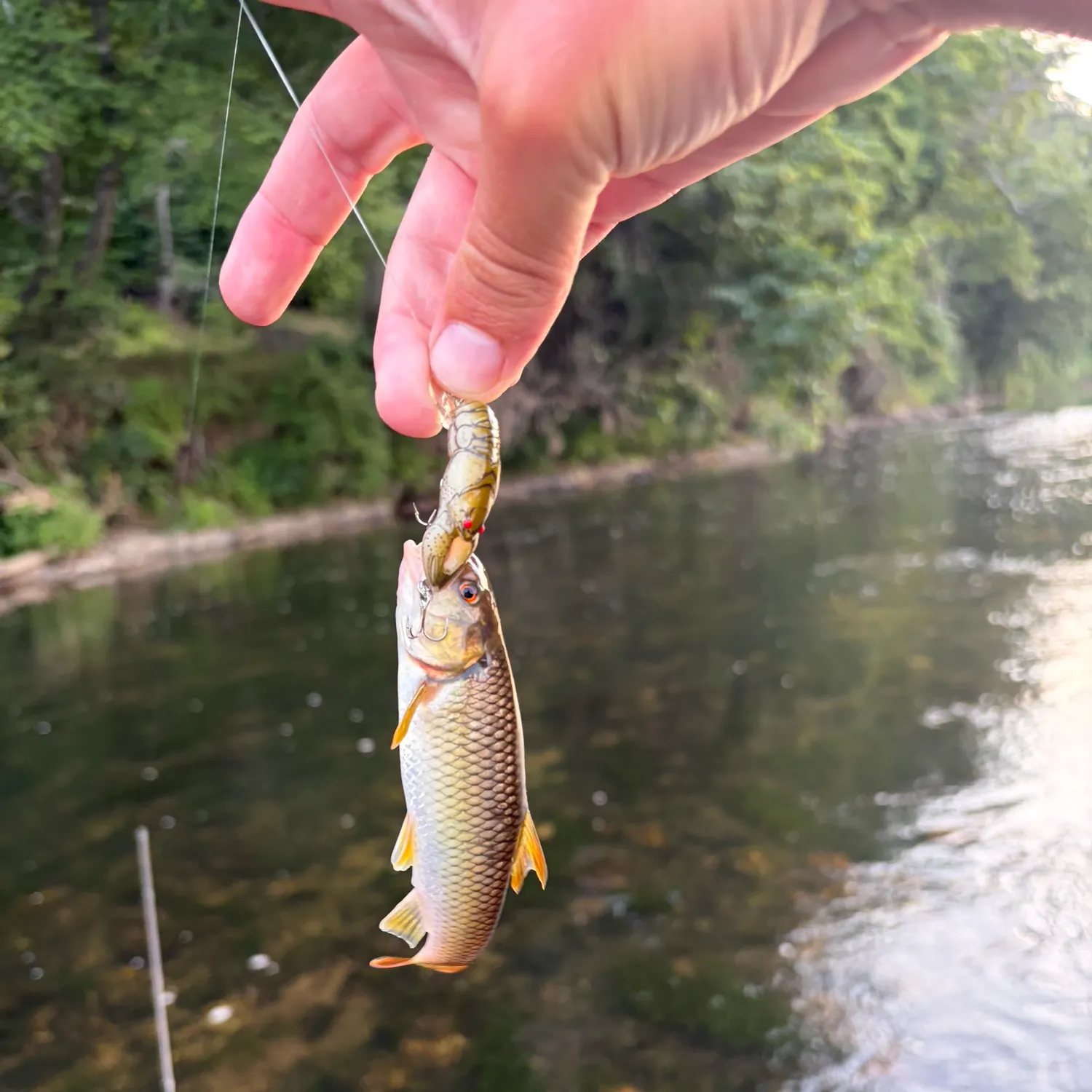 The most recent Bigmouth chub catches on Fishbrain