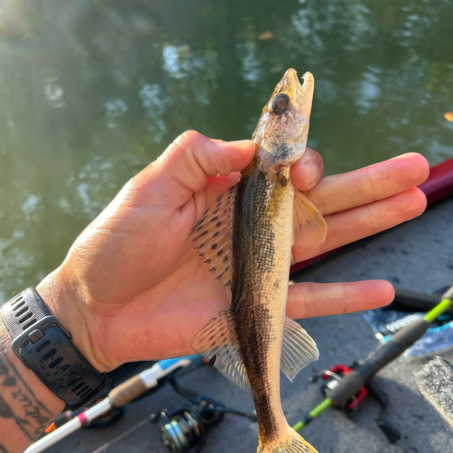 Sauger caught on Fishbrain