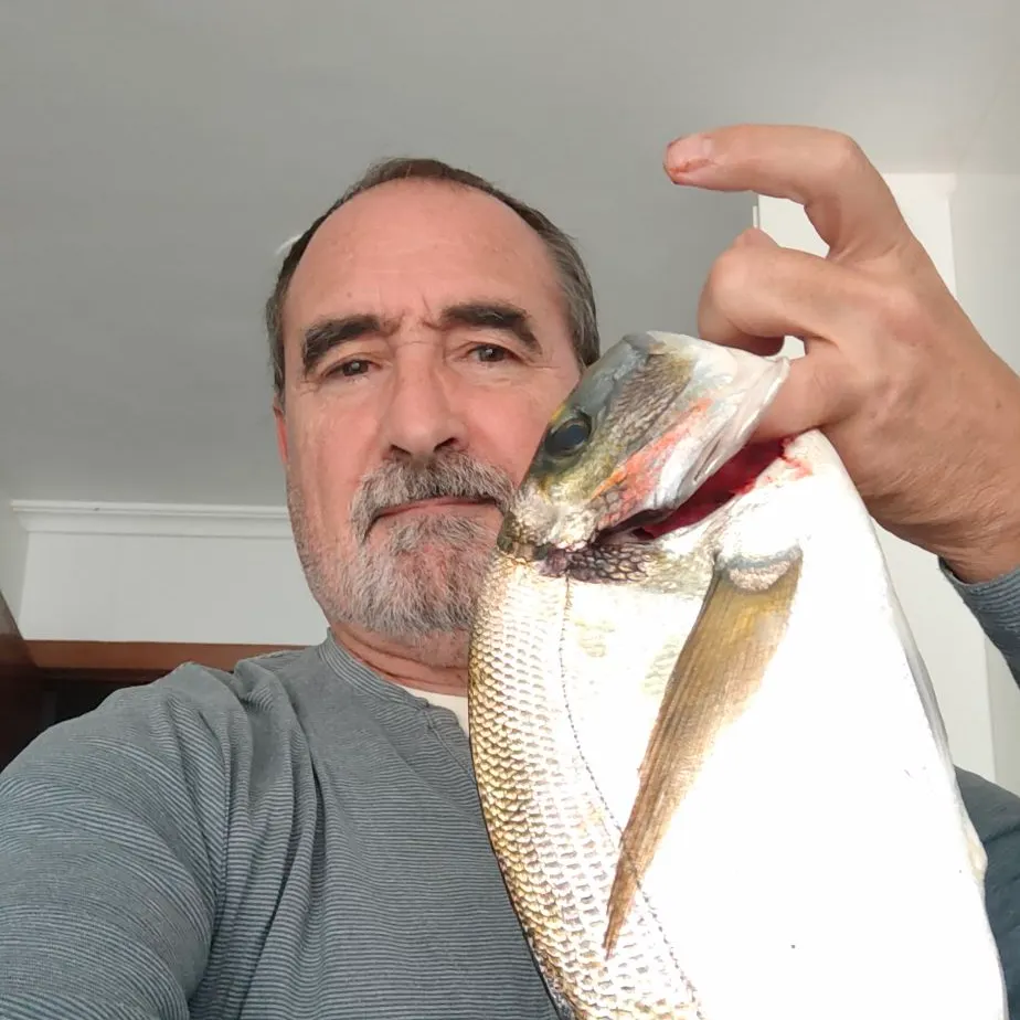 The most recent Gilthead seabream catches on Fishbrain