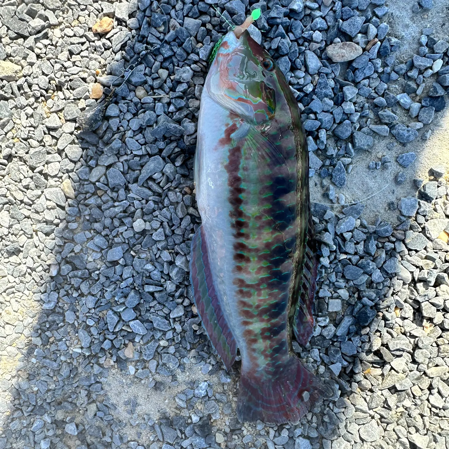 Slippery dick wrasse caught on Fishbrain