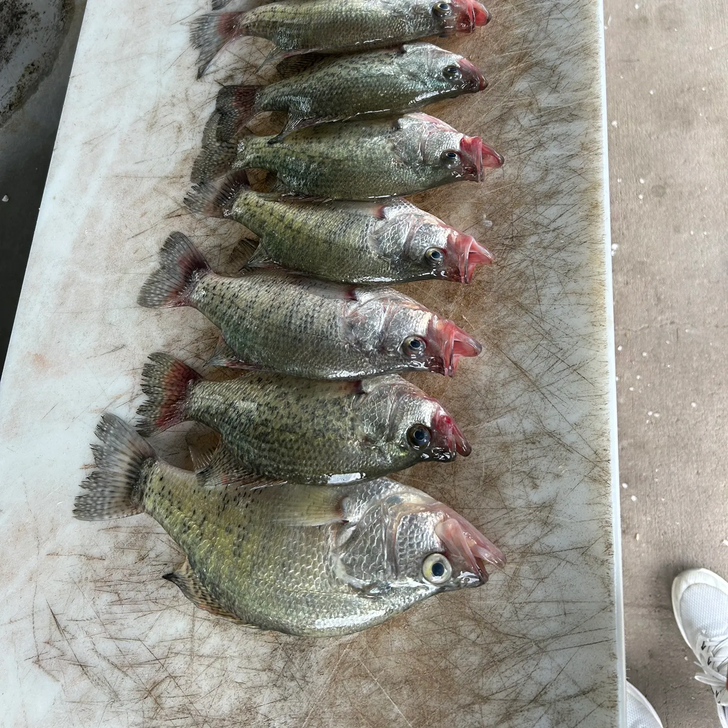 recently logged catches