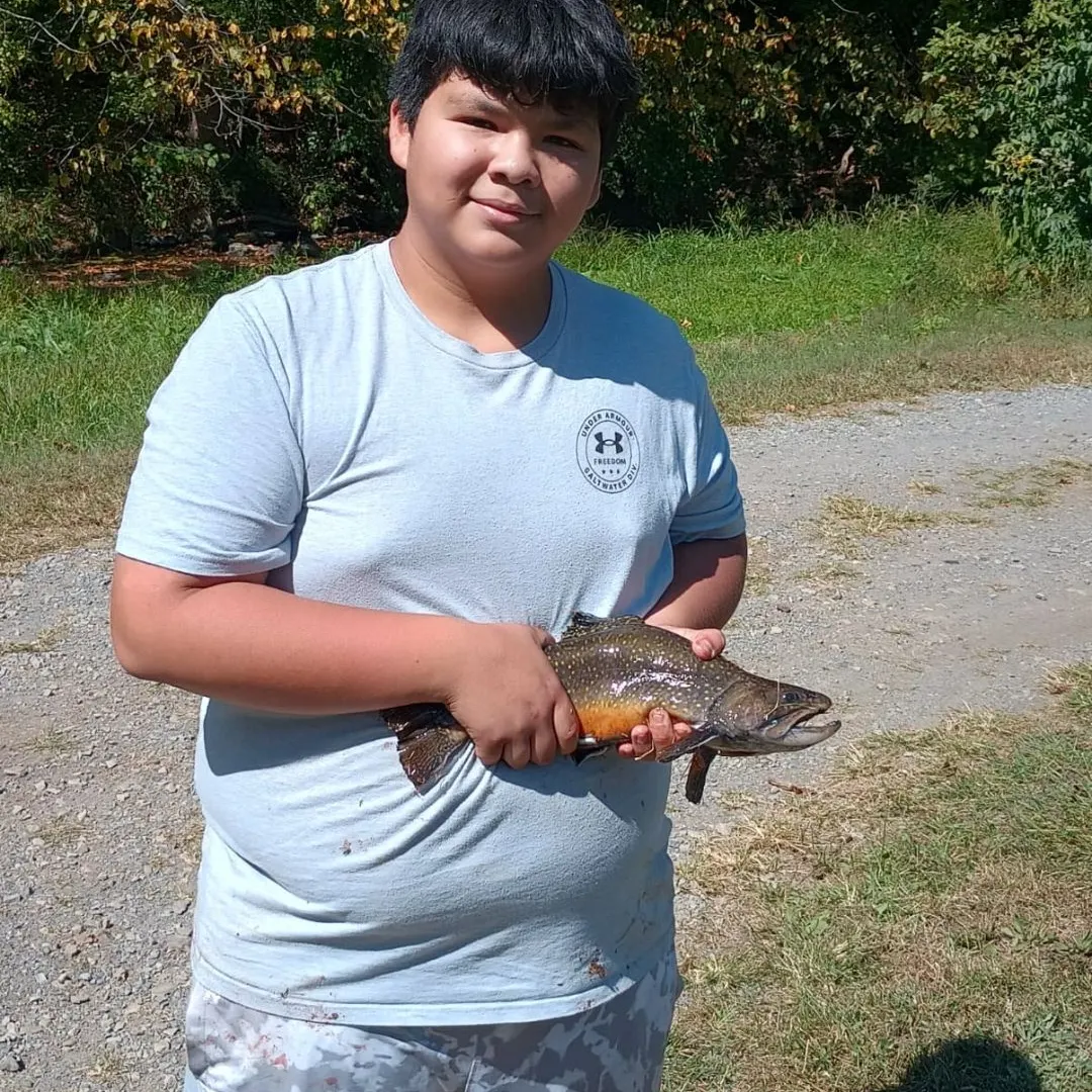 Brook trout caught on Fishbrain