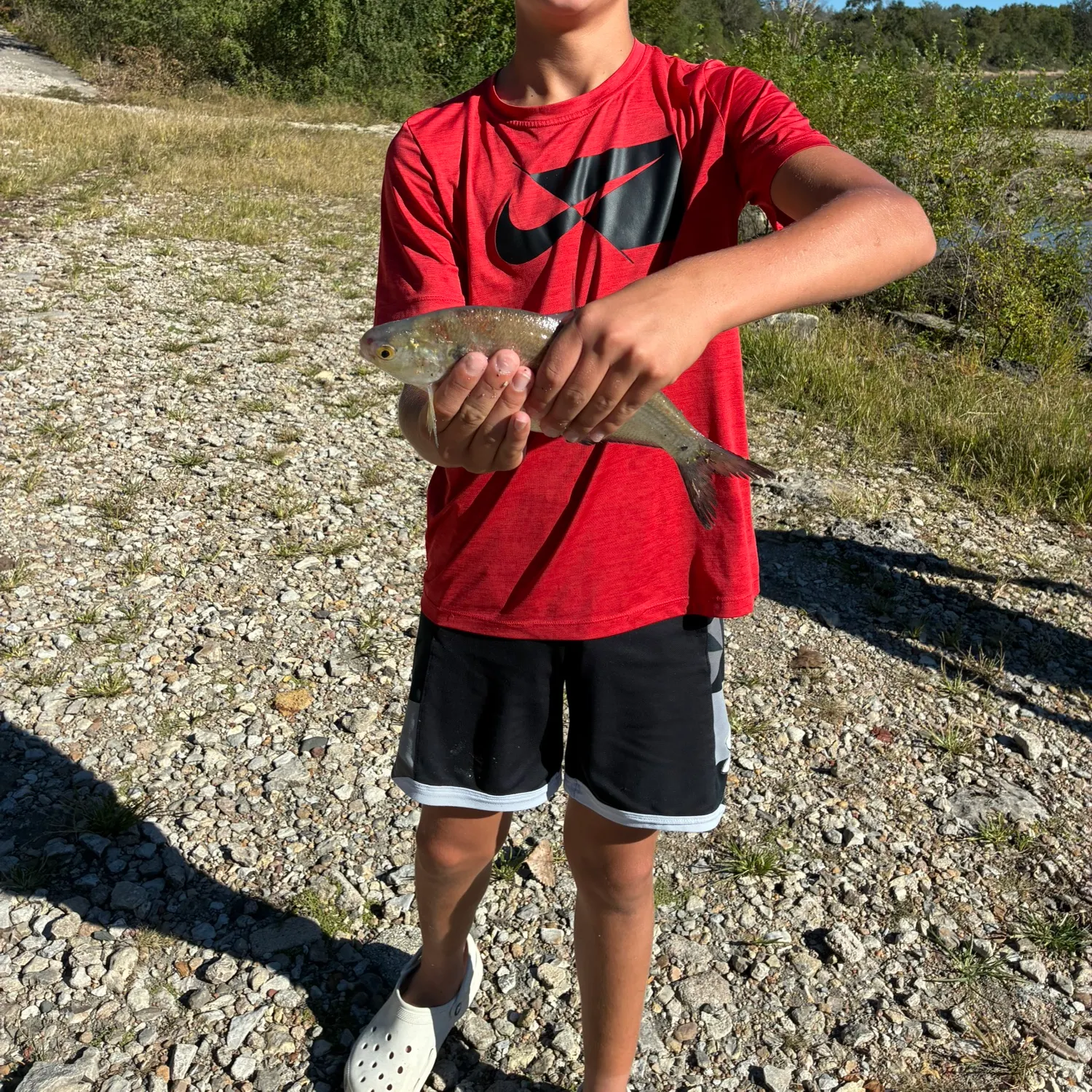American gizzard shad caught on Fishbrain