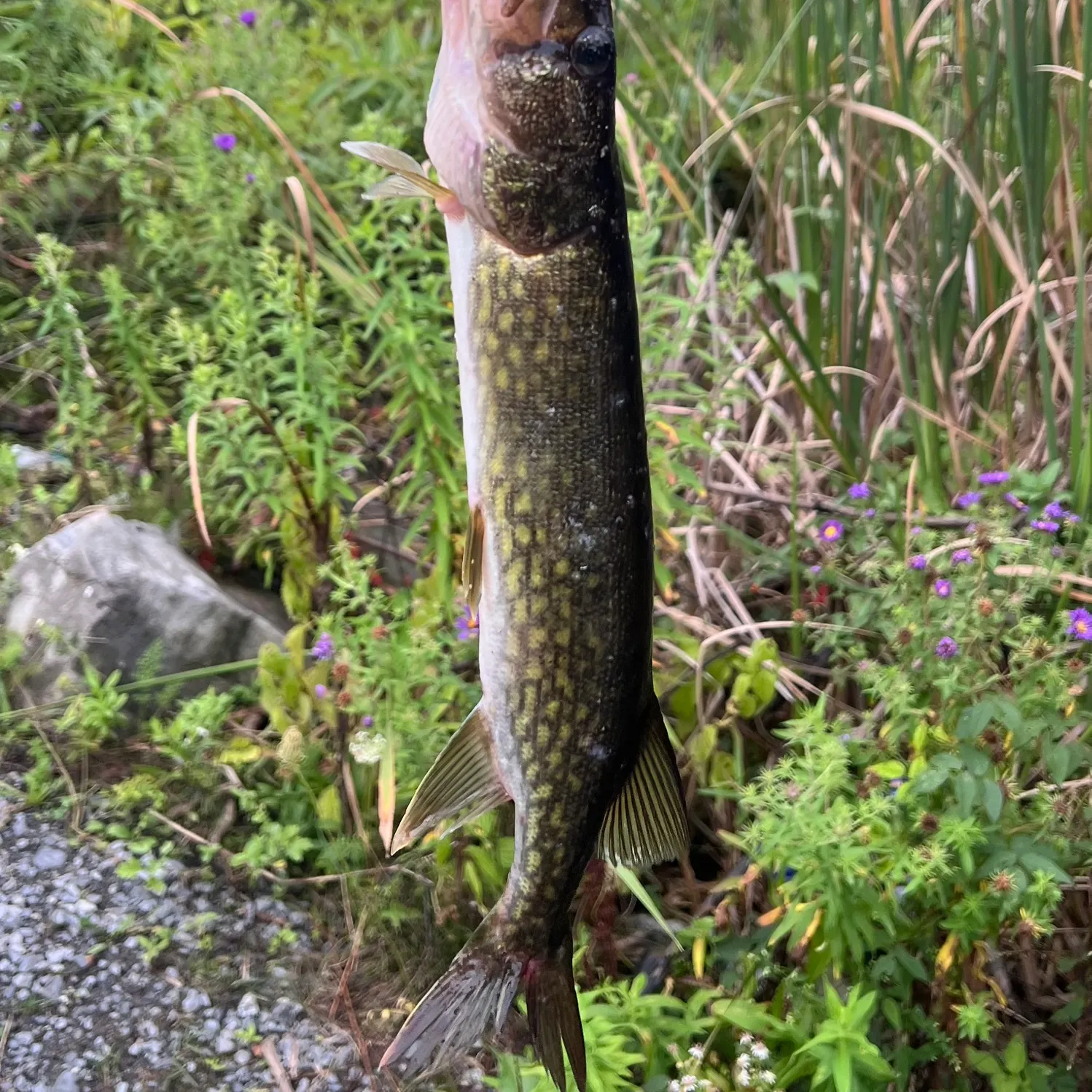 Chain pickerel caught on Fishbrain