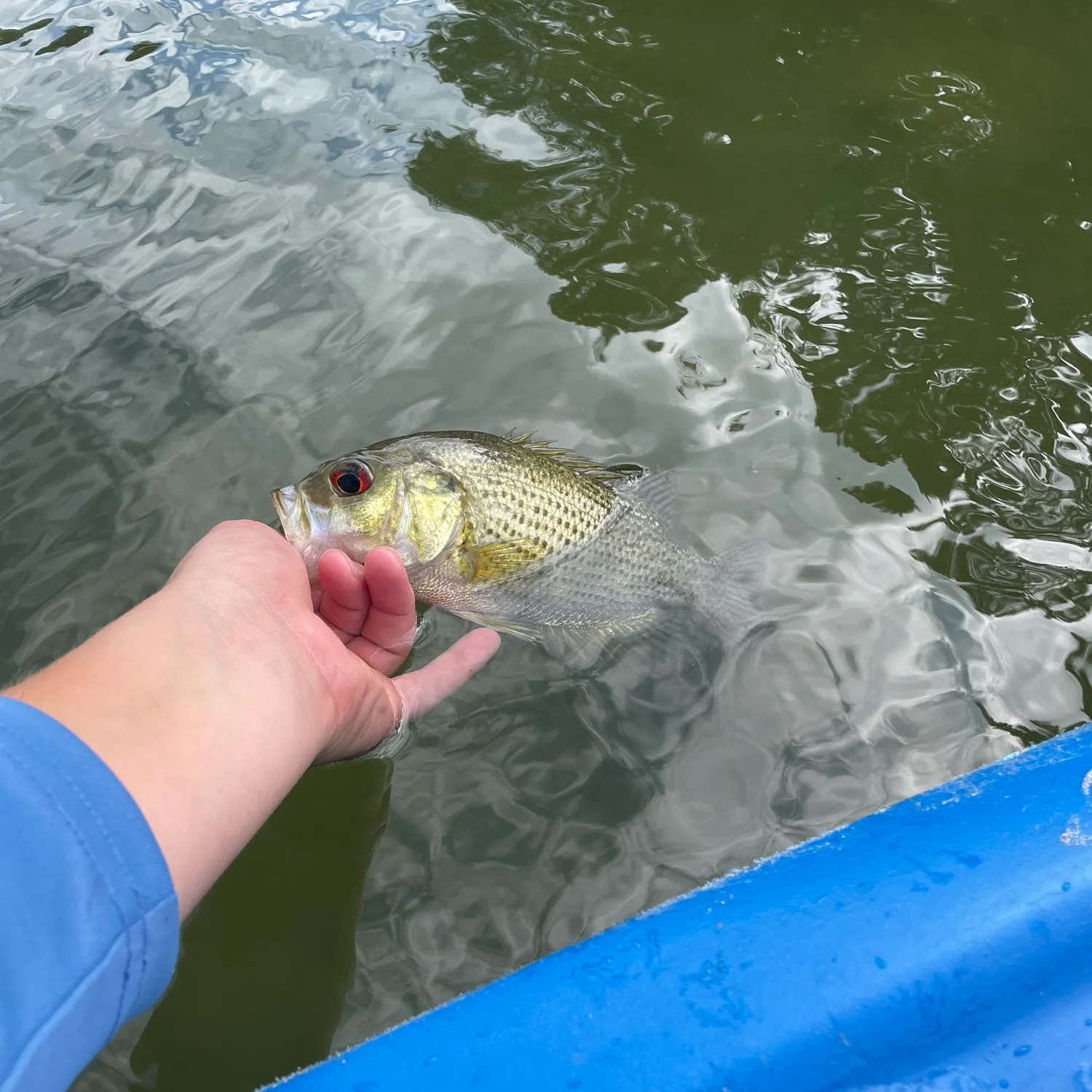 Rock bass caught on Fishbrain