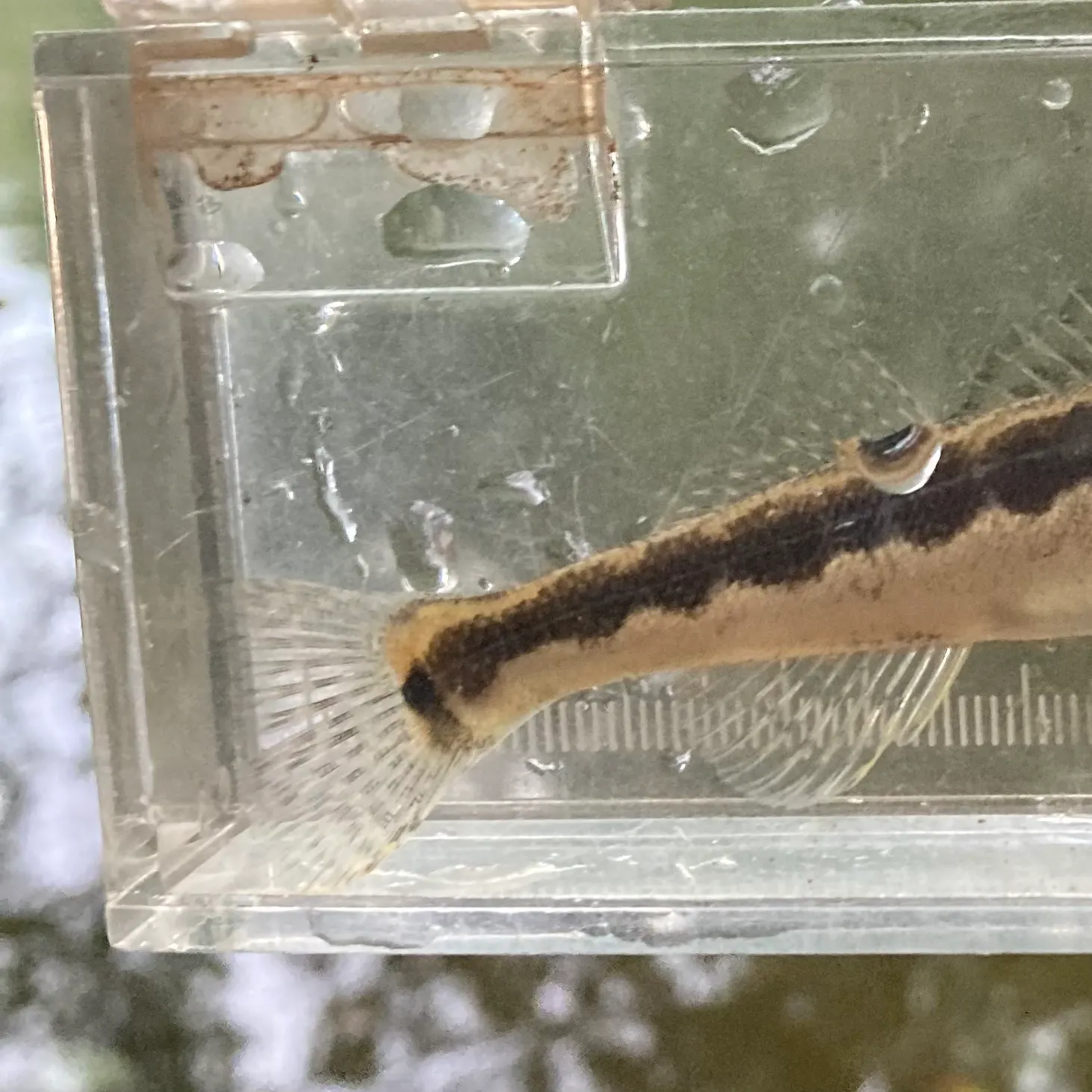 The most recent Longhead darter catches on Fishbrain