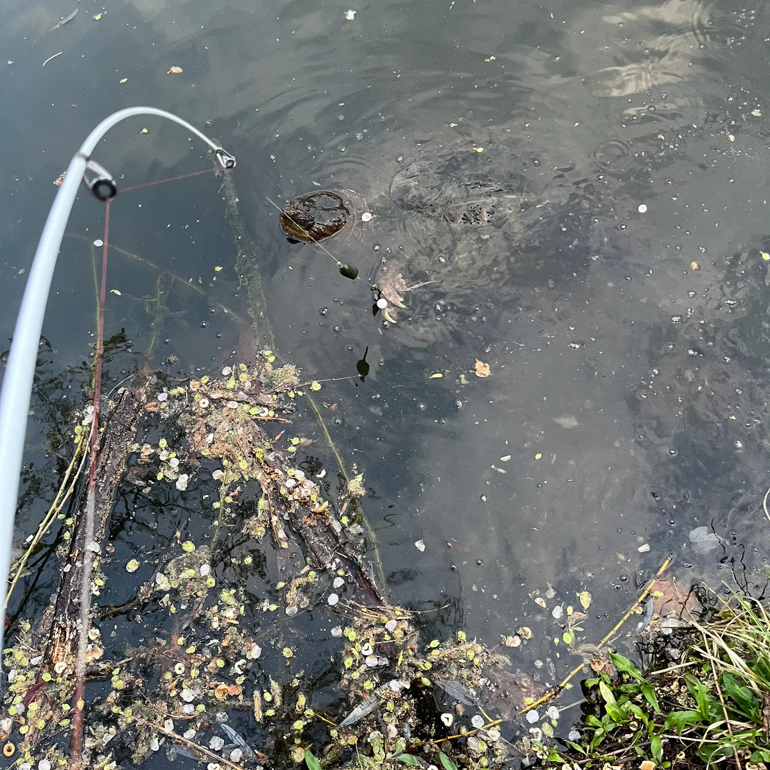 The most recent Black snapper catches on Fishbrain