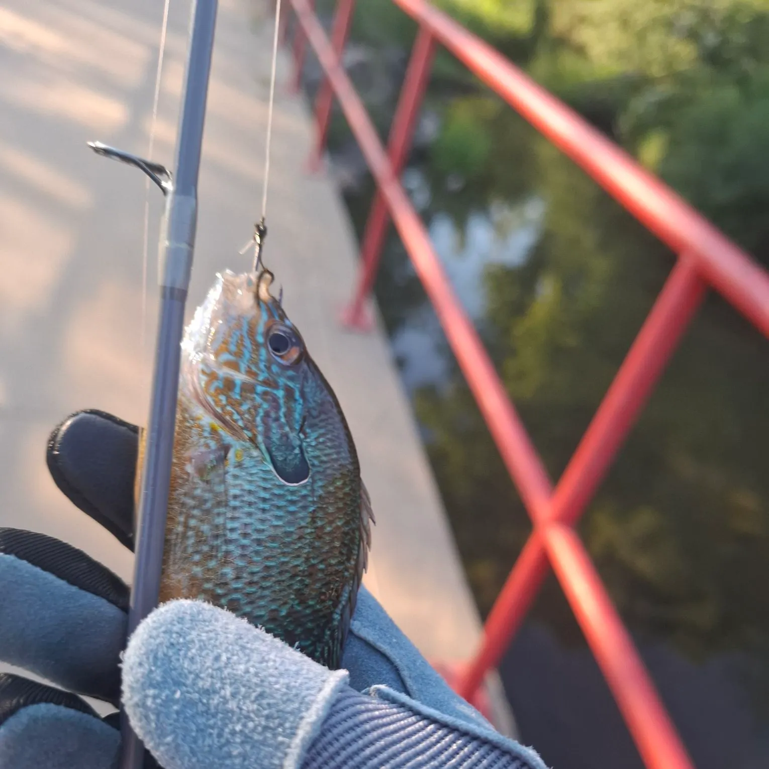 Bluegill caught on Fishbrain