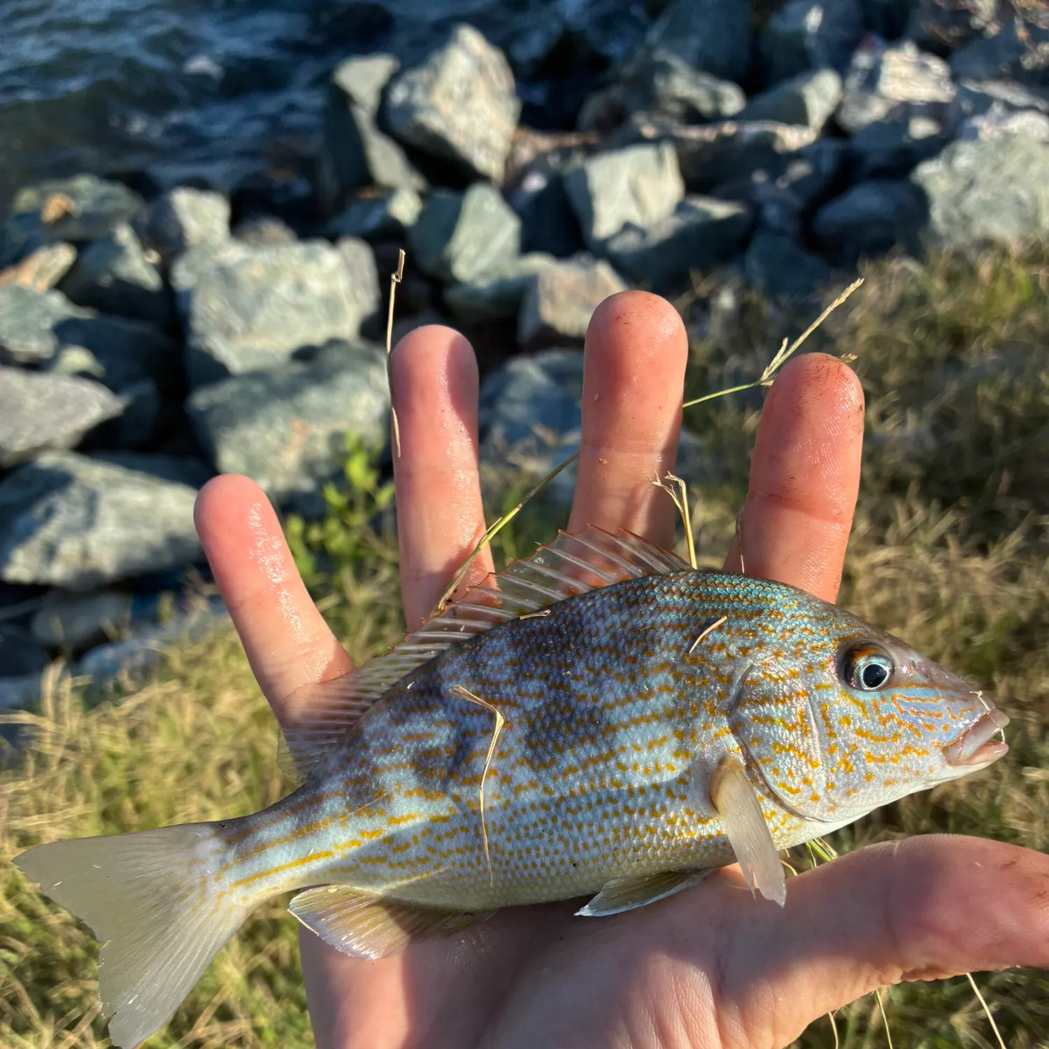 White grunt caught on Fishbrain
