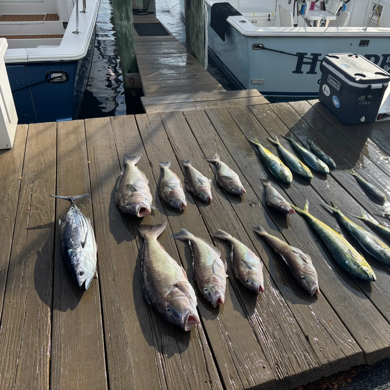 Skipjack tuna caught on Fishbrain