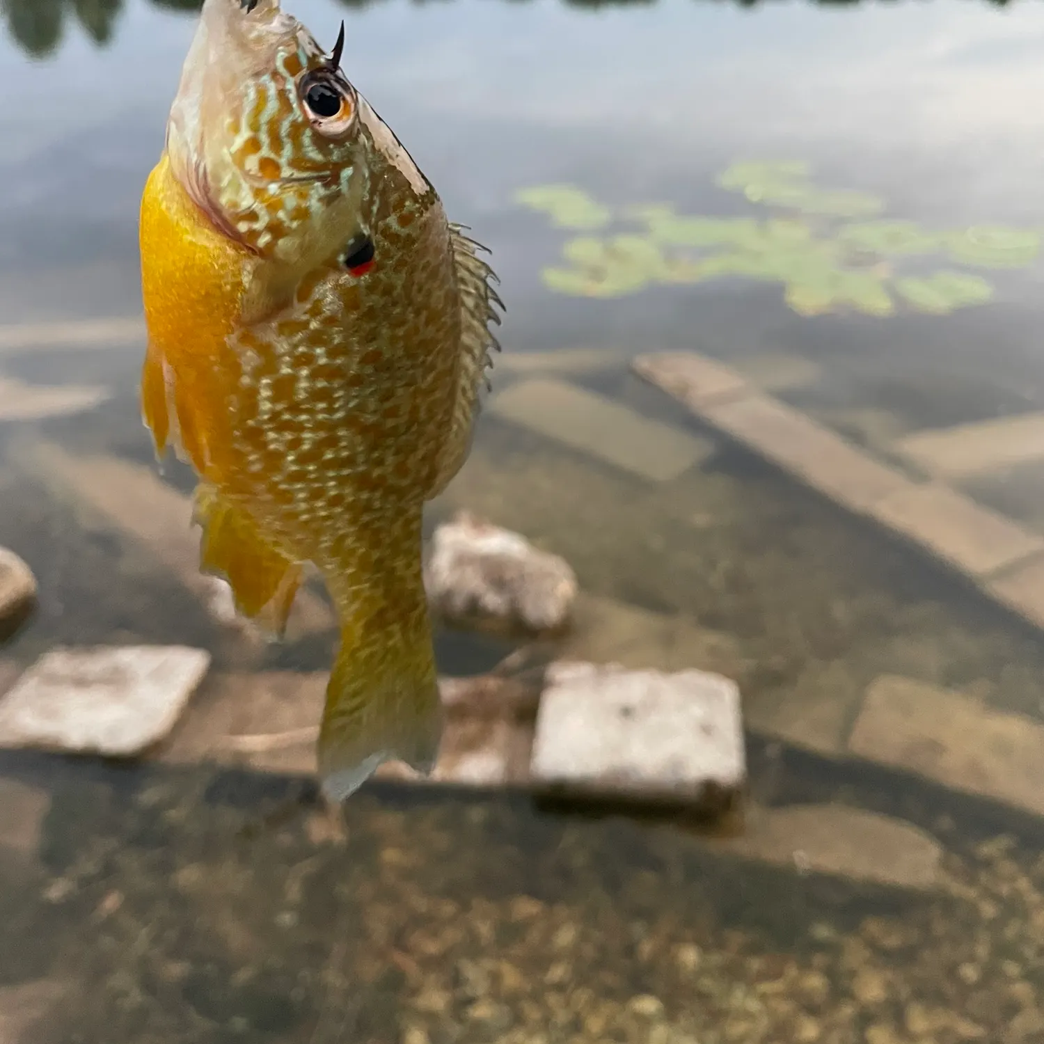 Pumpkinseed caught on Fishbrain