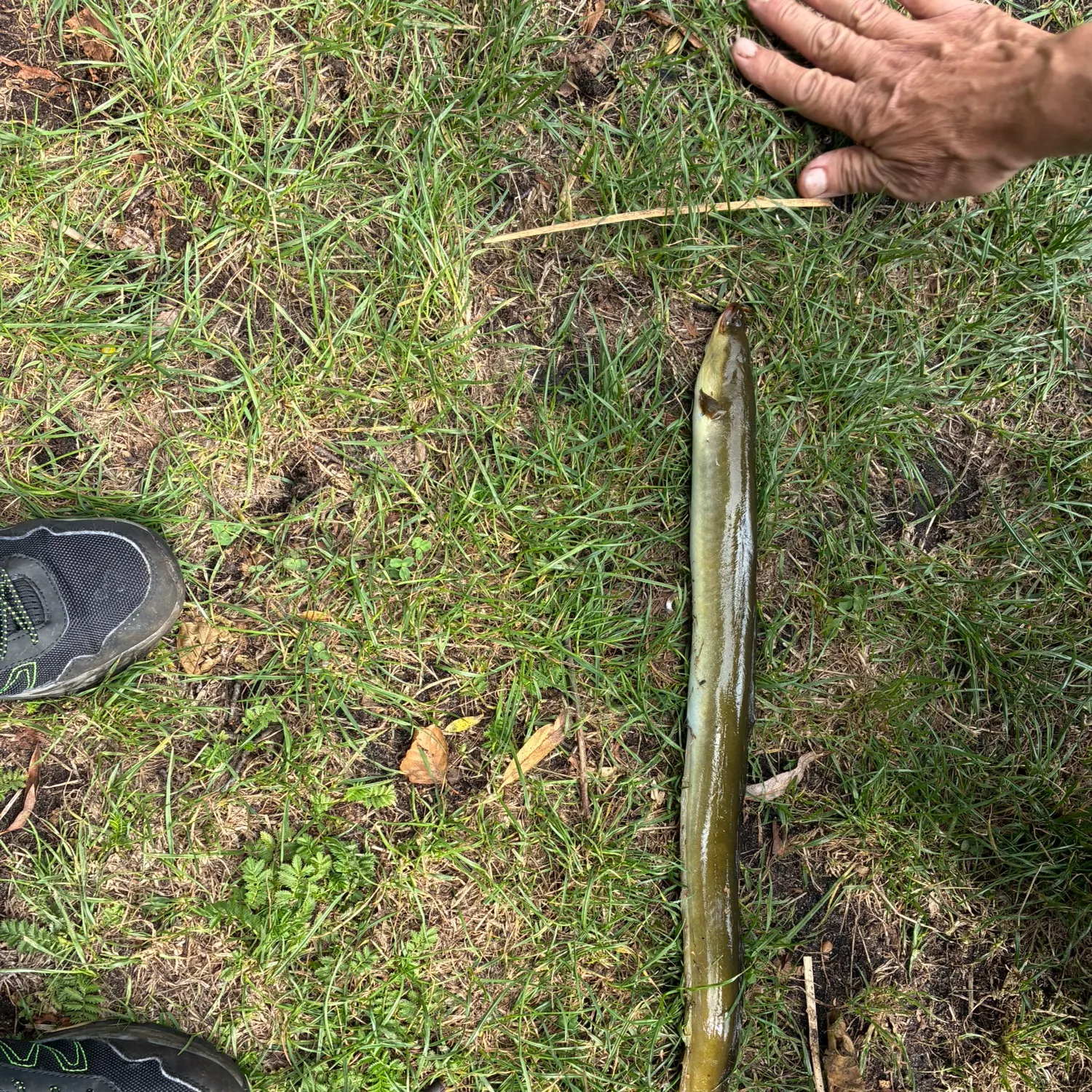 European eel caught on Fishbrain