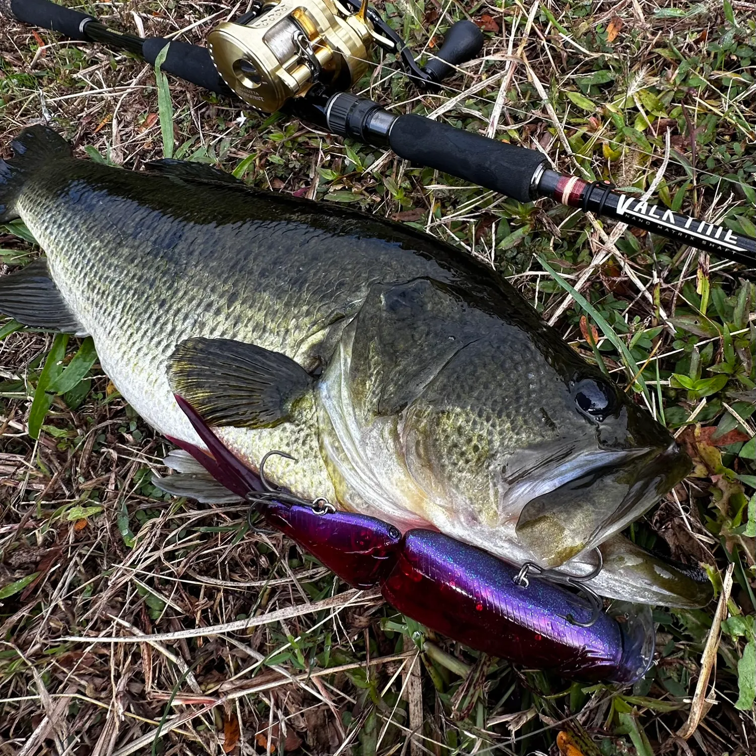 Largemouth bass caught on Fishbrain