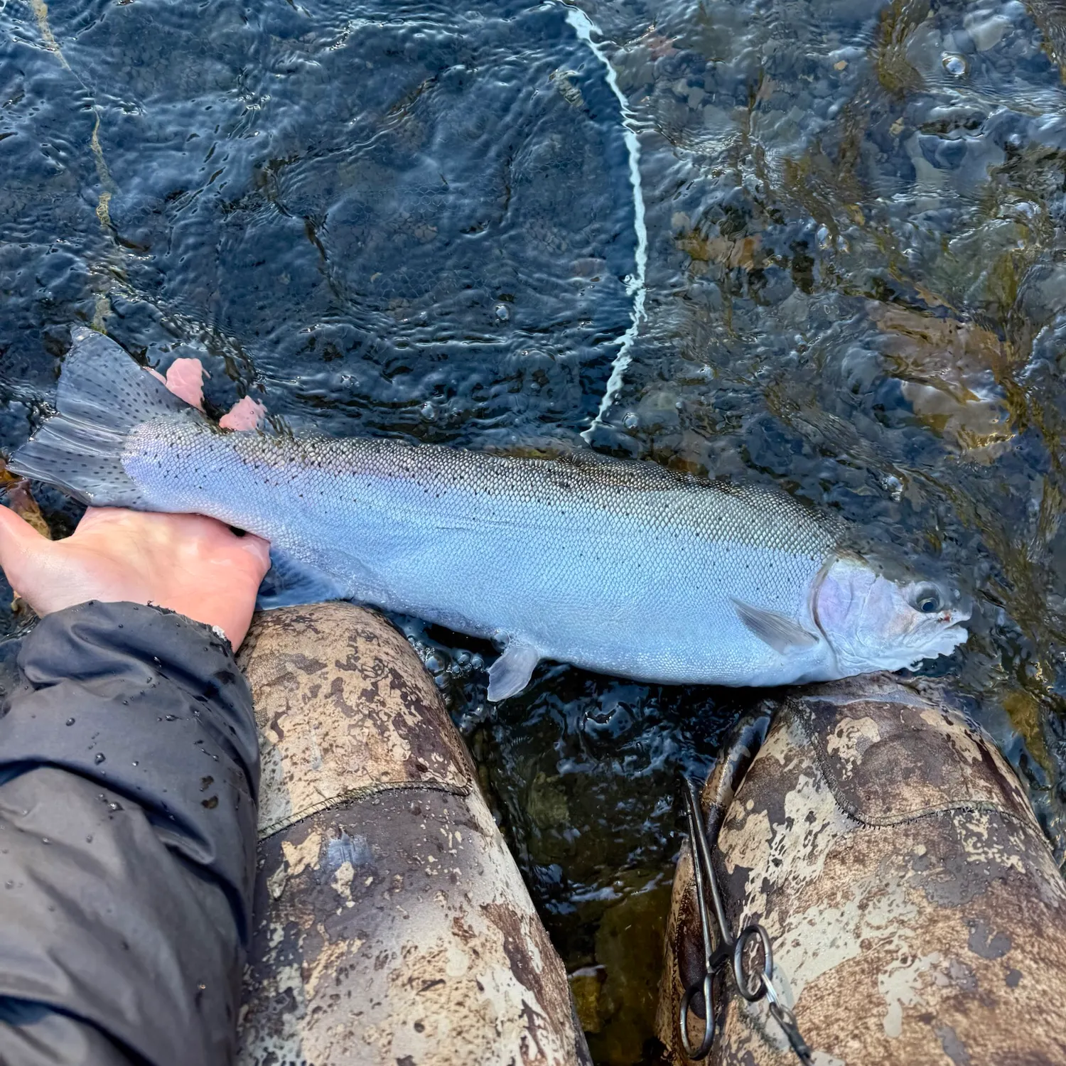 Steelhead caught on Fishbrain