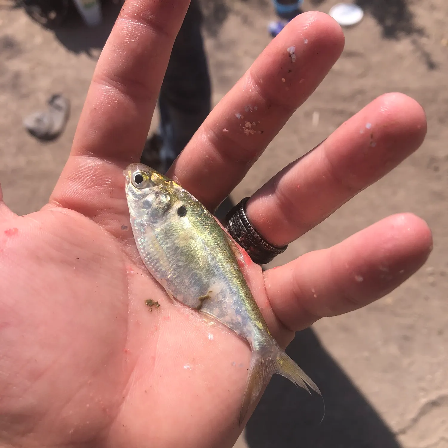 The most recent Dotted gizzard shad catches on Fishbrain