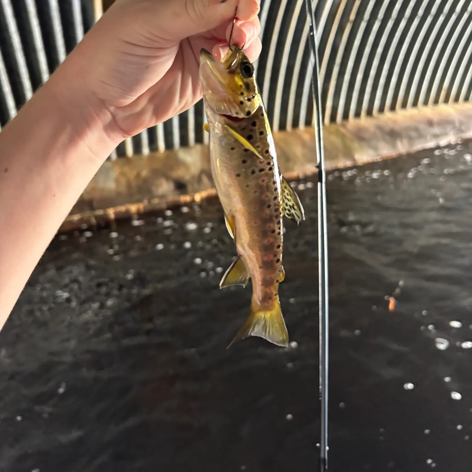 Lake trout caught on Fishbrain