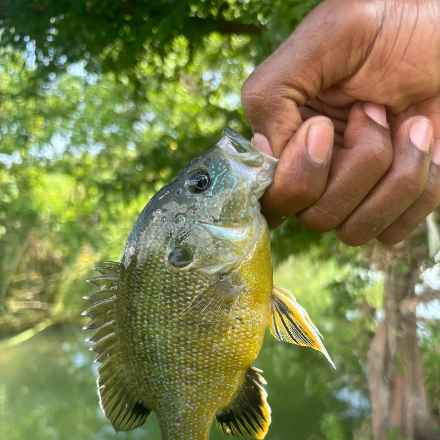 Green sunfish caught on Fishbrain