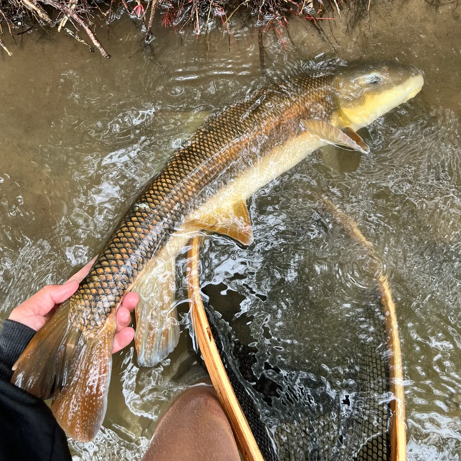 The most recent Bluehead sucker catches on Fishbrain