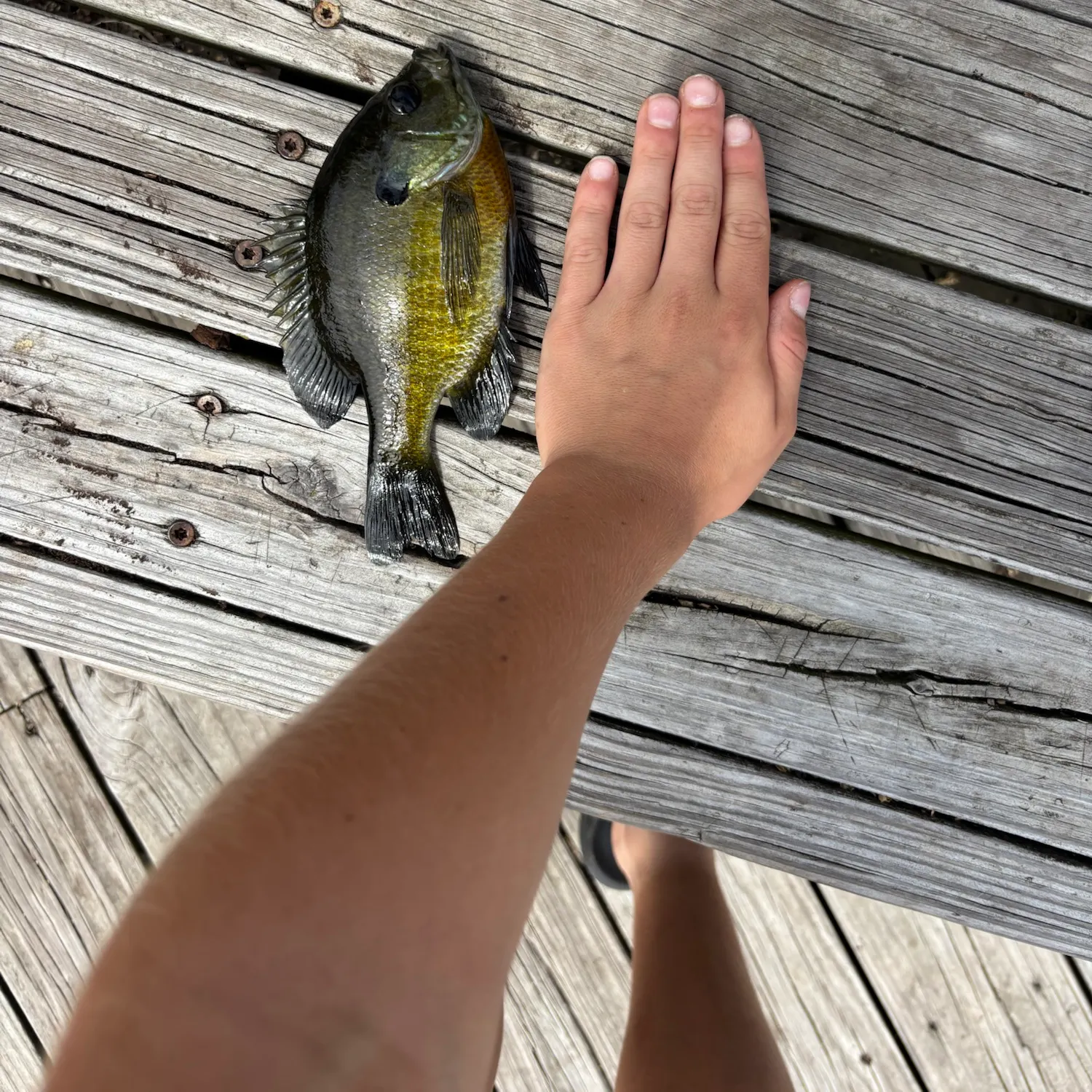 Bluegill caught on Fishbrain