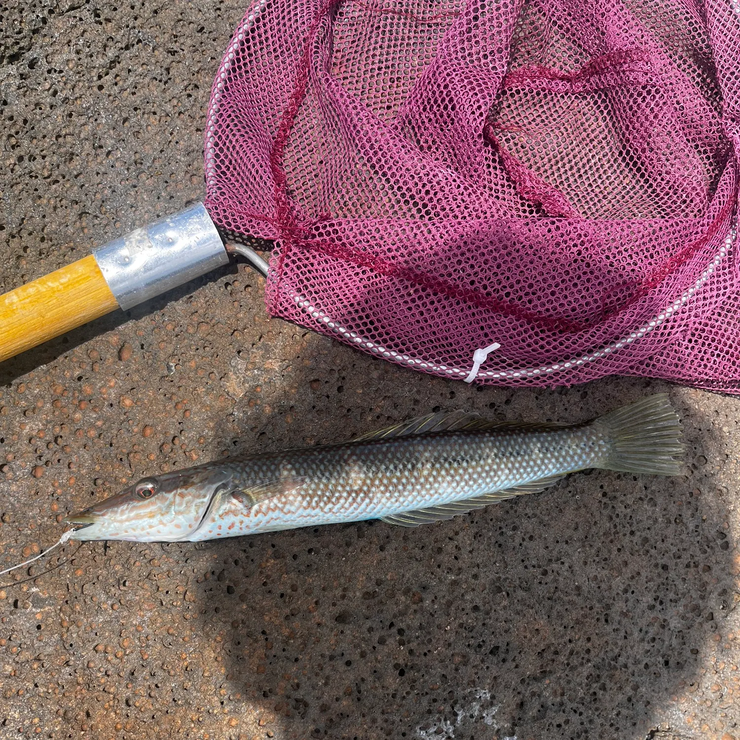 The most recent Cigar wrasse catches on Fishbrain
