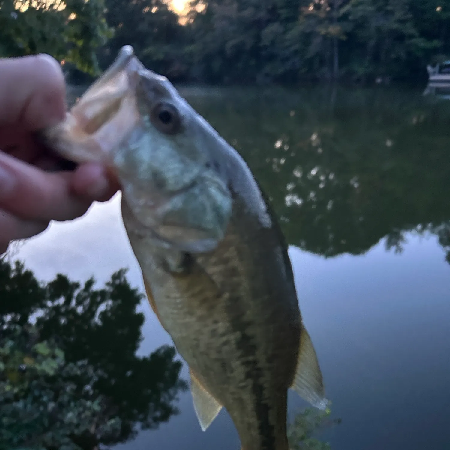 Largemouth bass caught on Fishbrain