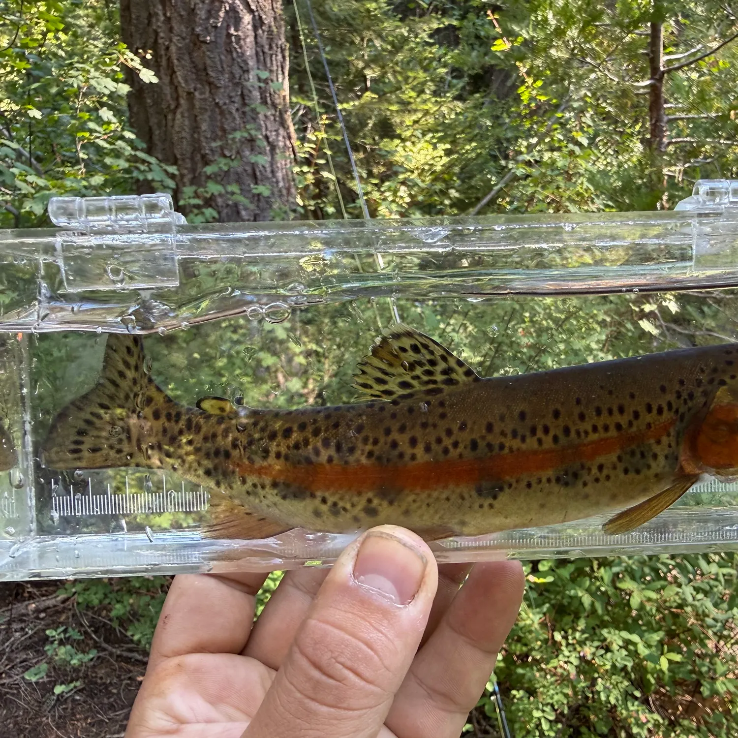 The most recent McCloud river redband trout catches on Fishbrain