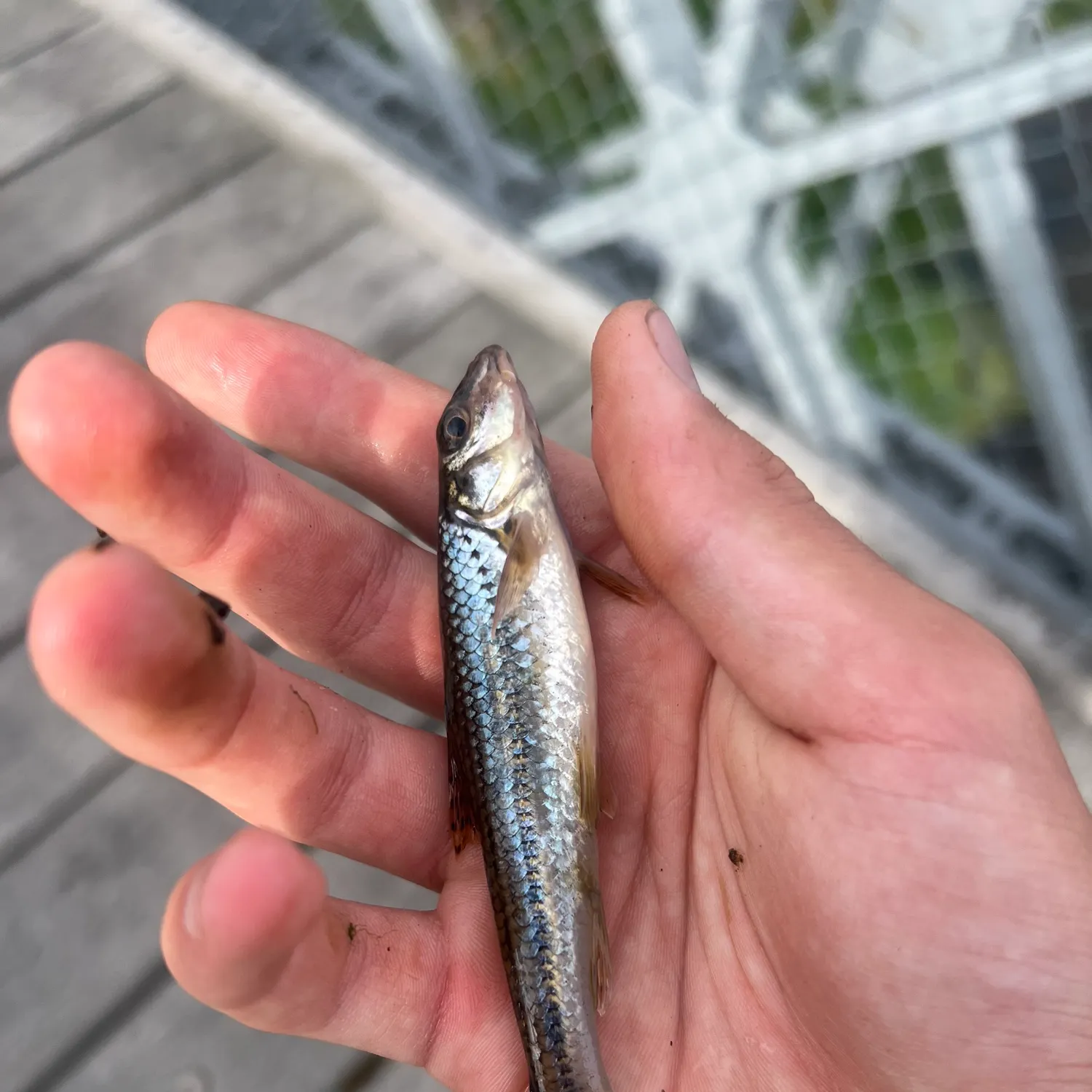 Gudgeon caught on Fishbrain
