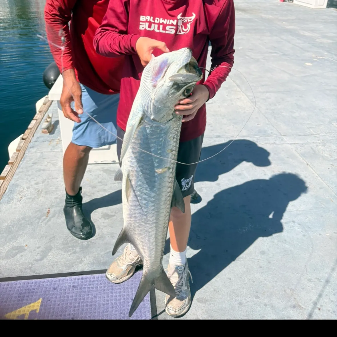 The most recent Tarpon catches on Fishbrain