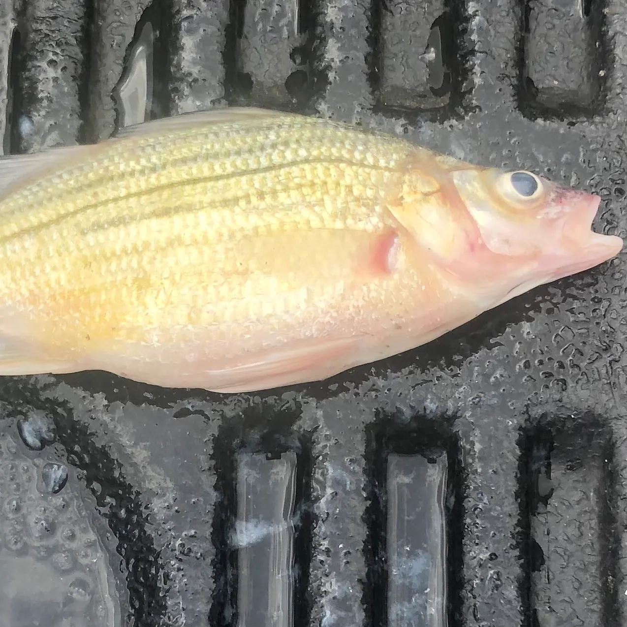 The most recent Yellow bass catches on Fishbrain