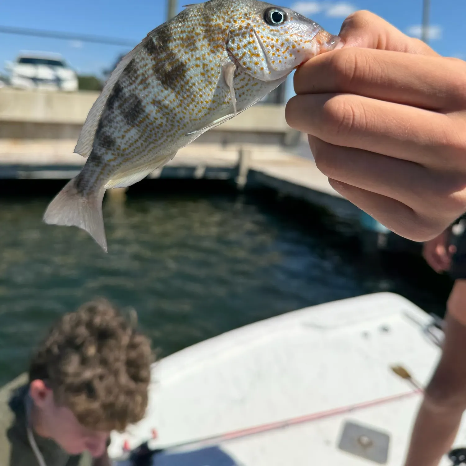 Pinfish caught on Fishbrain