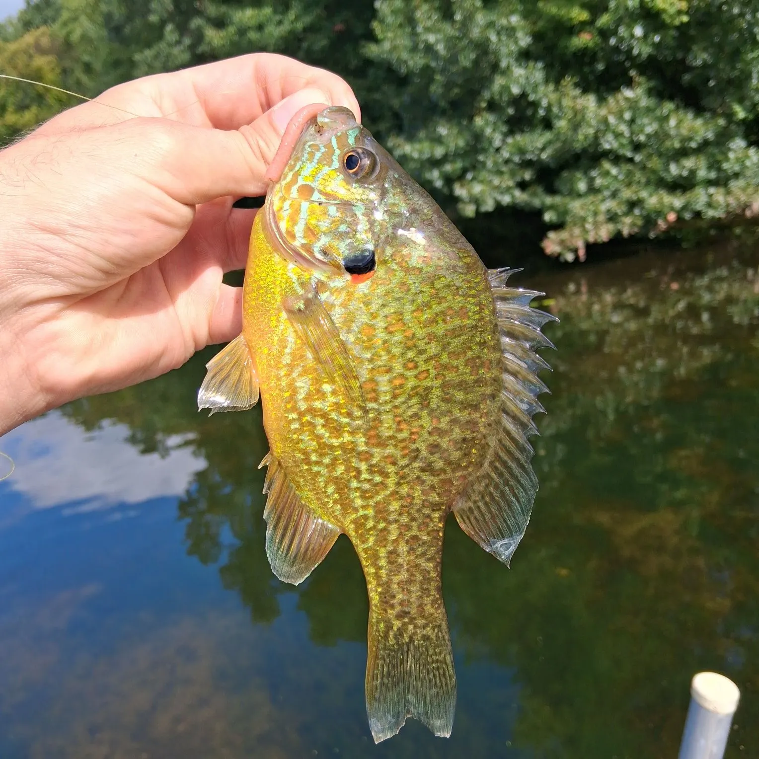Pumpkinseed caught on Fishbrain