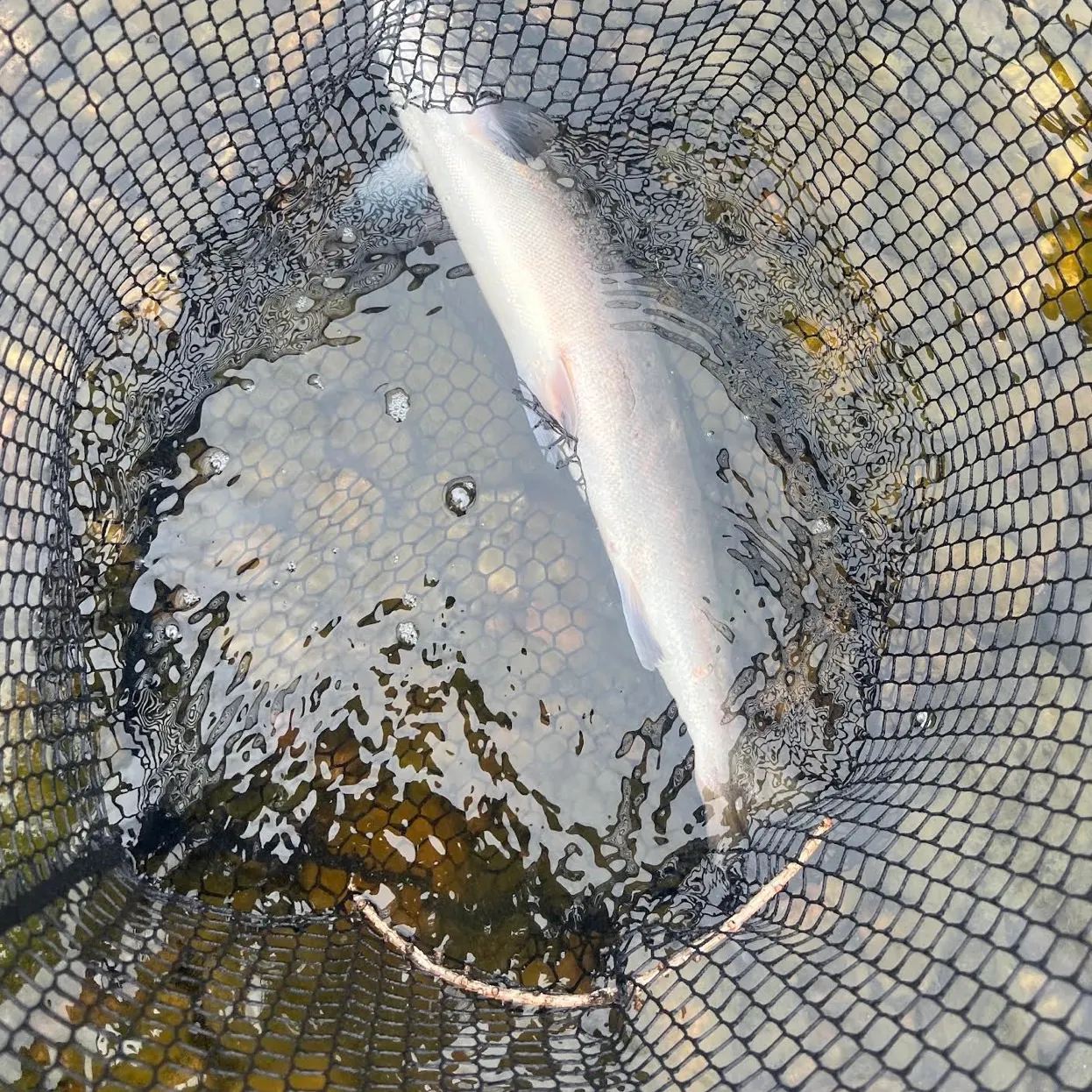 The most recent Atlantic salmon catches on Fishbrain