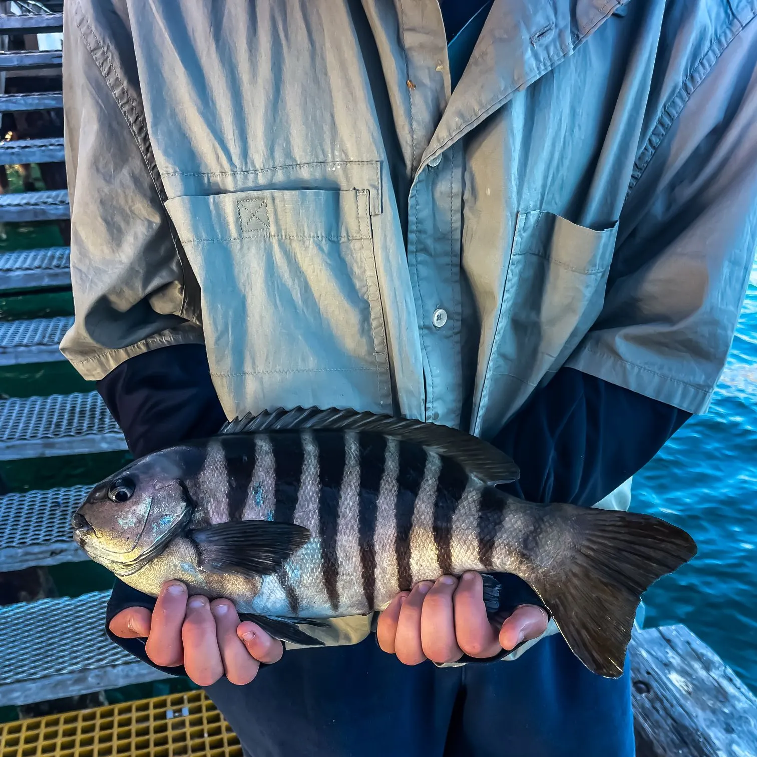 The most recent Zebra fish catches on Fishbrain