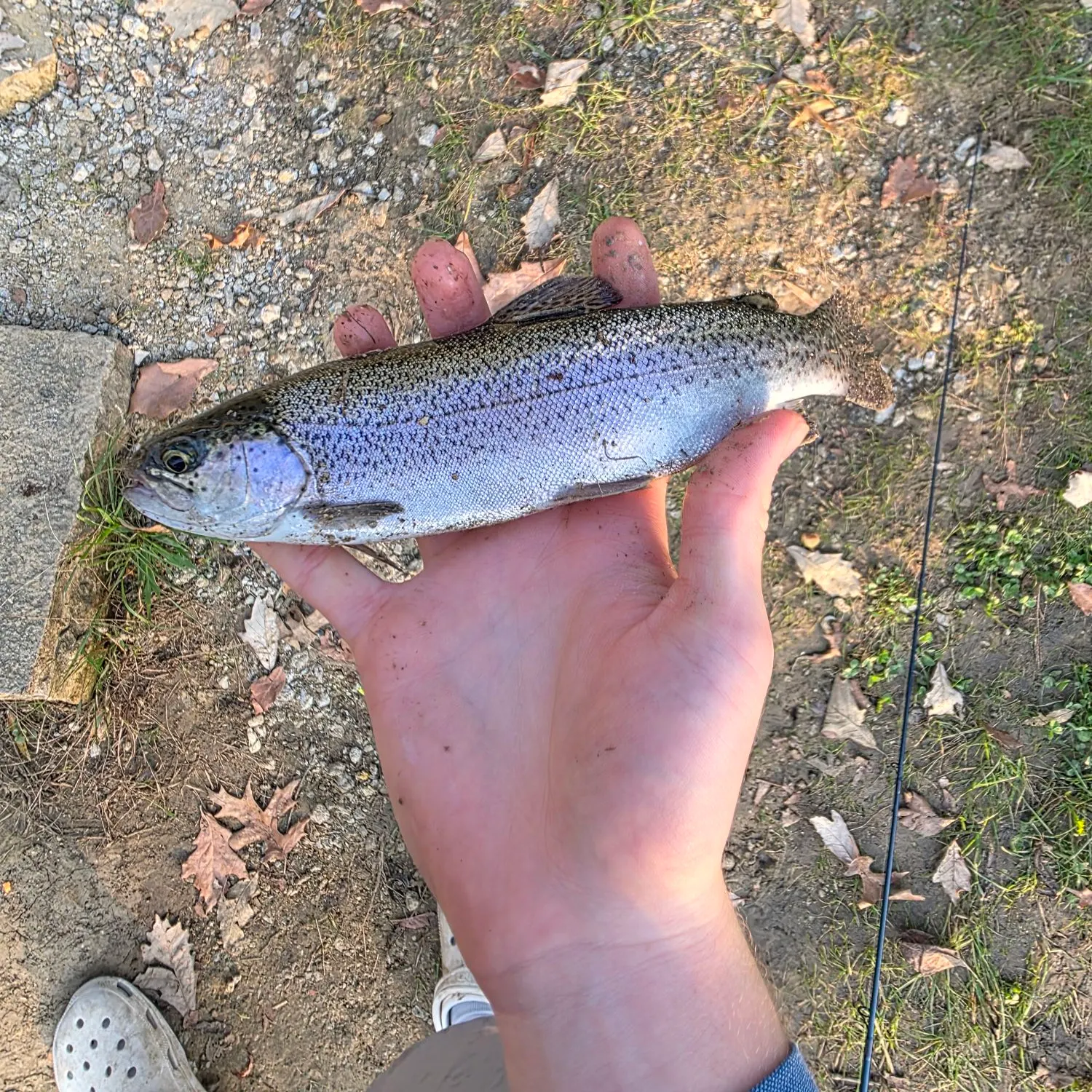 Rainbow trout caught on Fishbrain