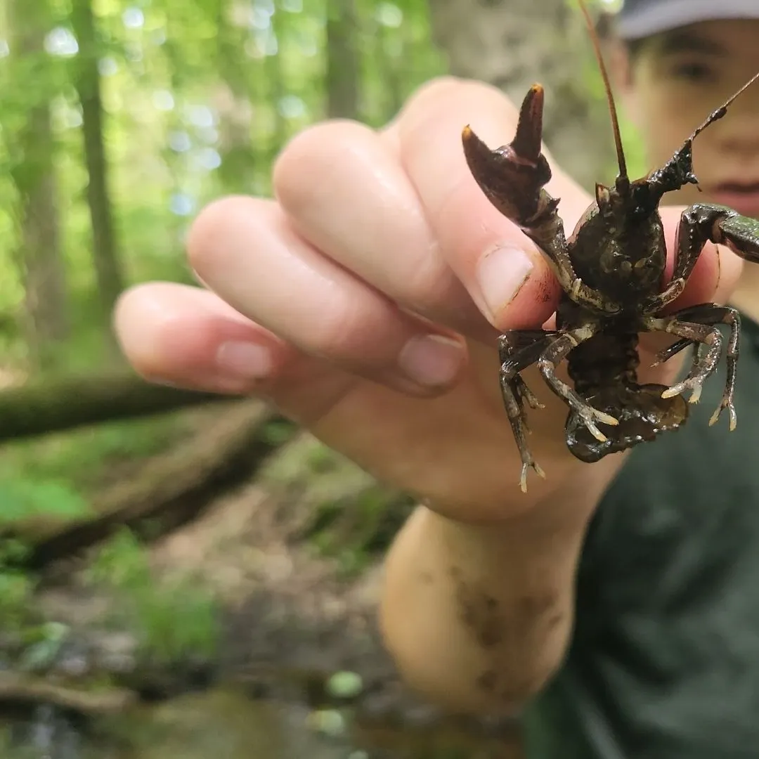 The most recent Digger crayfish catches on Fishbrain