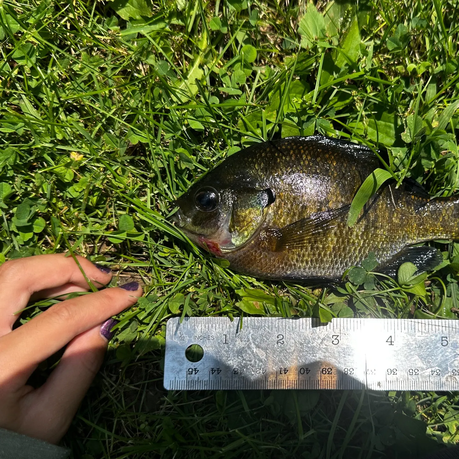Bluegill caught on Fishbrain