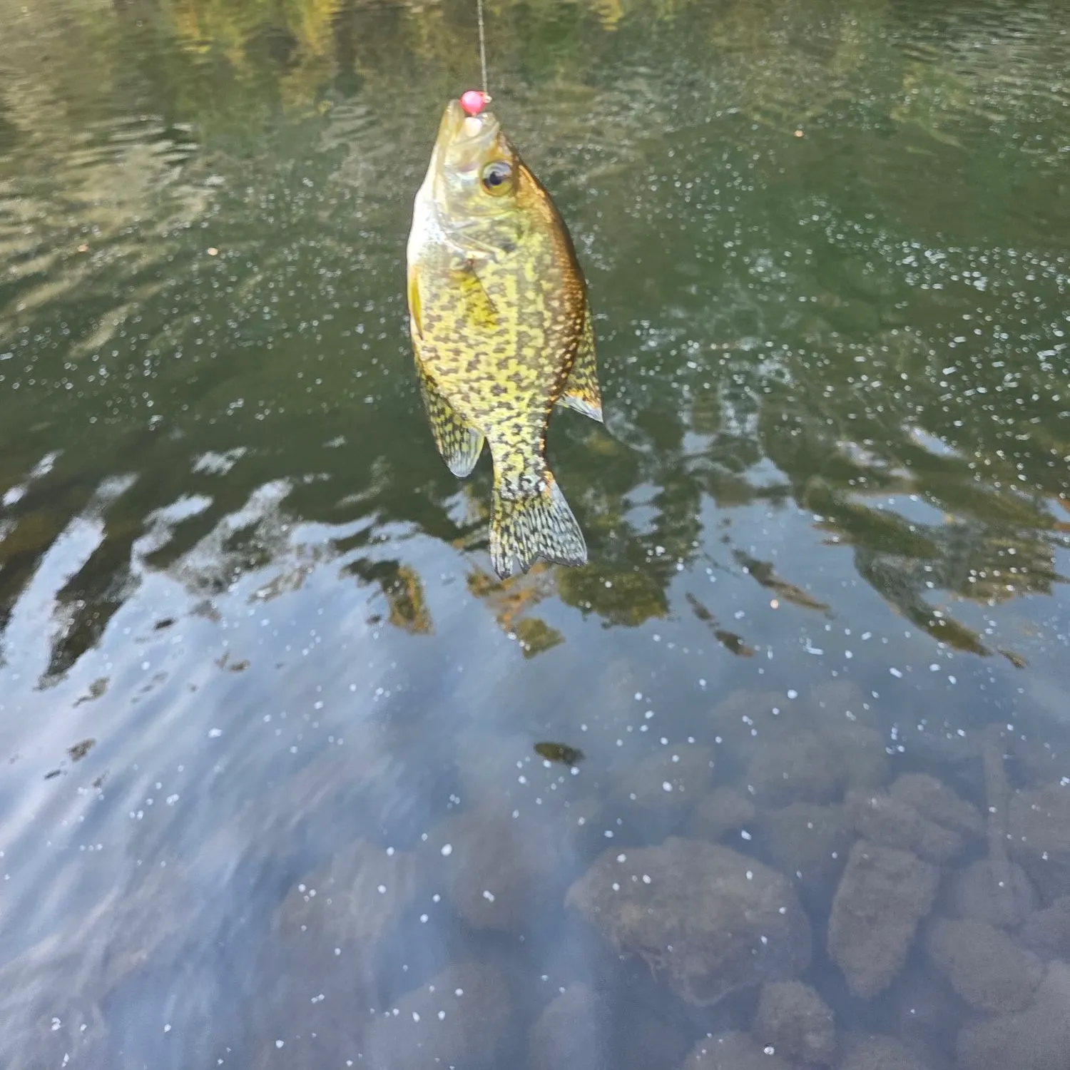 Black crappie caught on Fishbrain