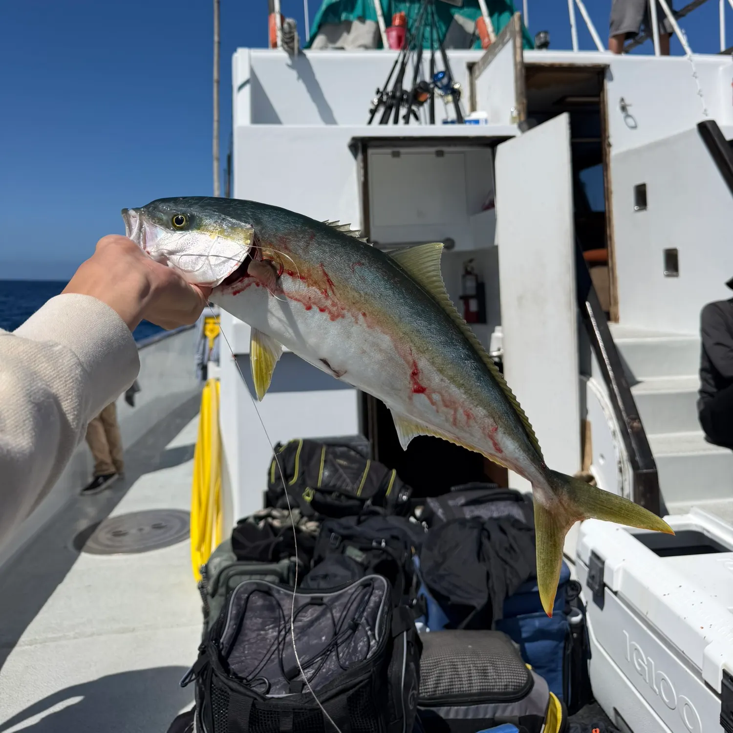 The most recent California yellowtail amberjack catches on Fishbrain