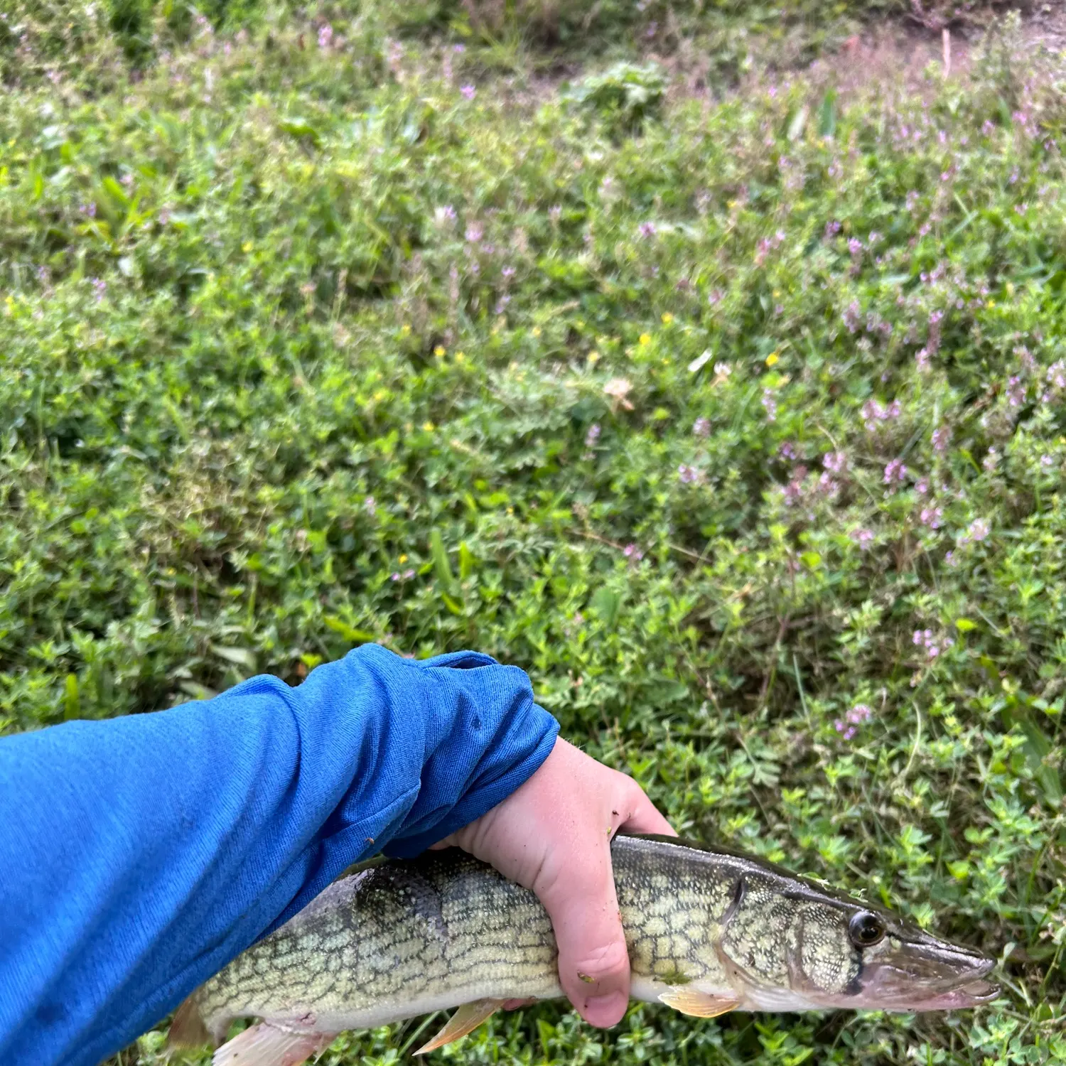 Chain pickerel caught on Fishbrain