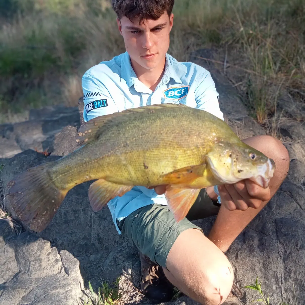 The most recent Golden perch catches on Fishbrain