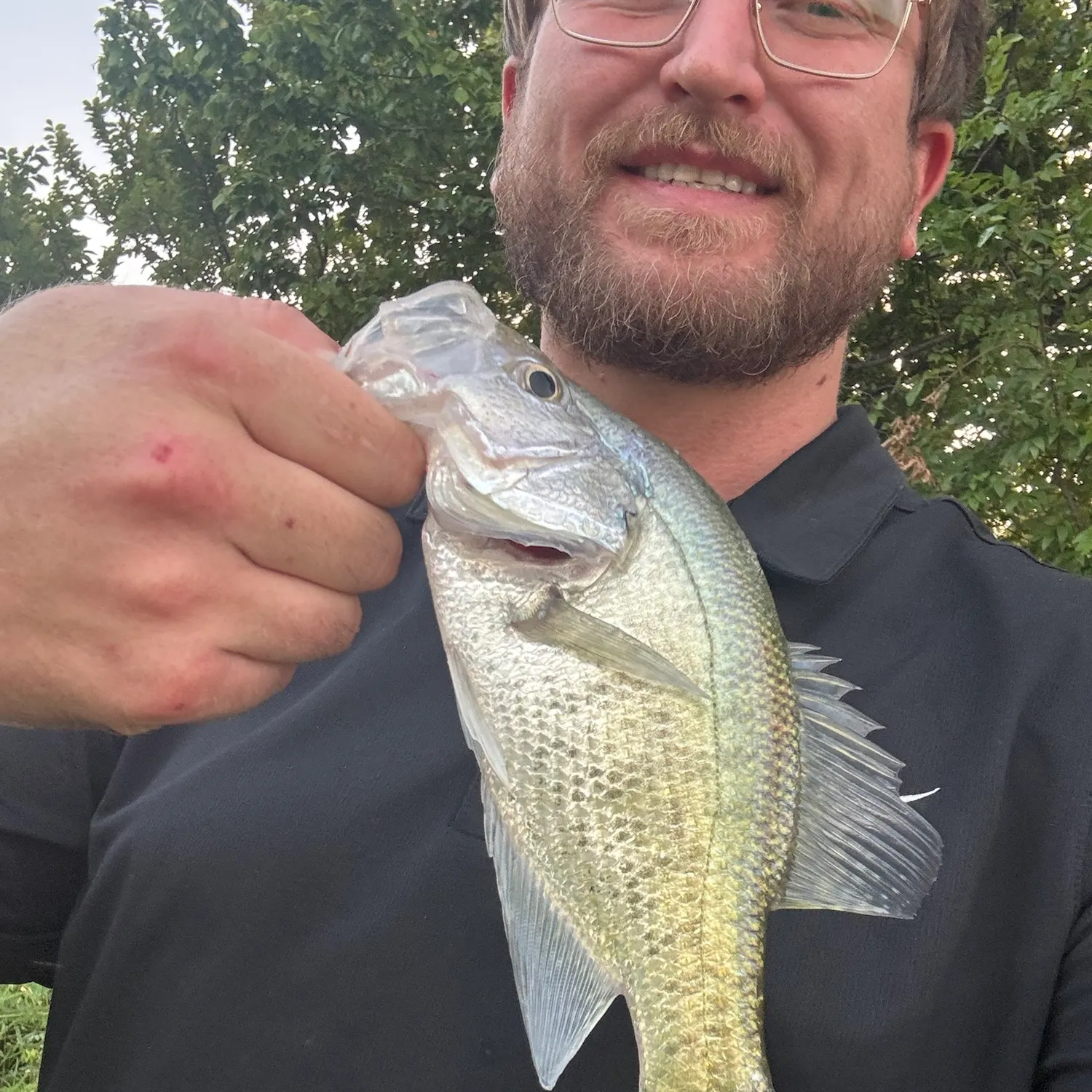 White crappie caught on Fishbrain