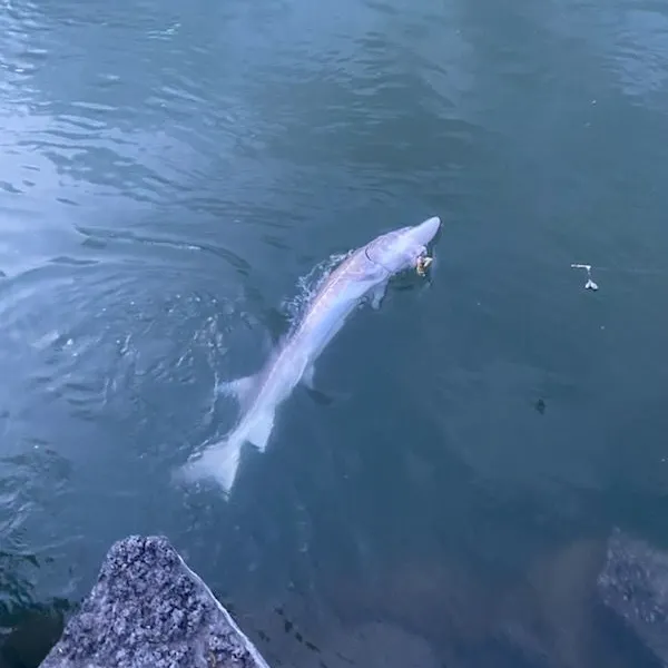 The most recent White sturgeon catches on Fishbrain