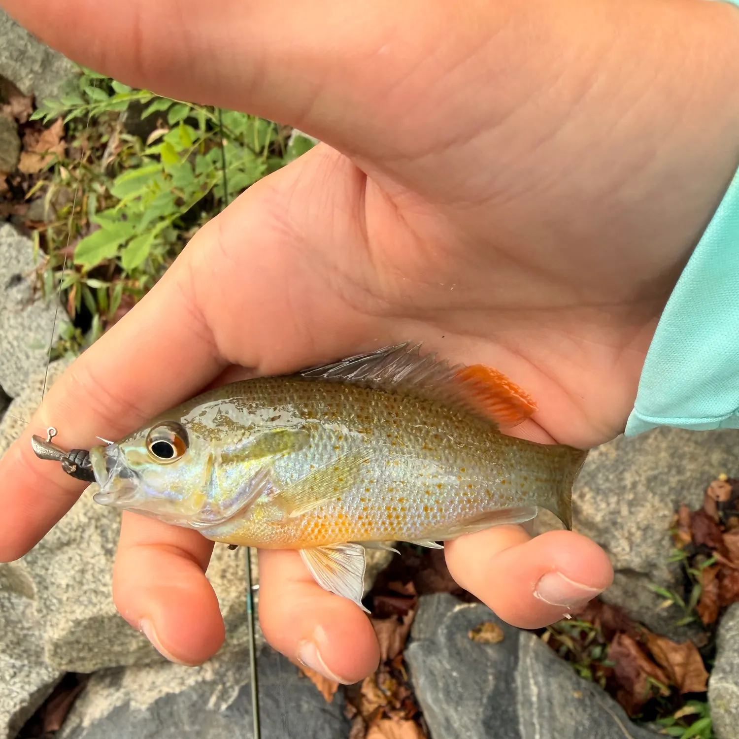 Redbreast sunfish caught on Fishbrain