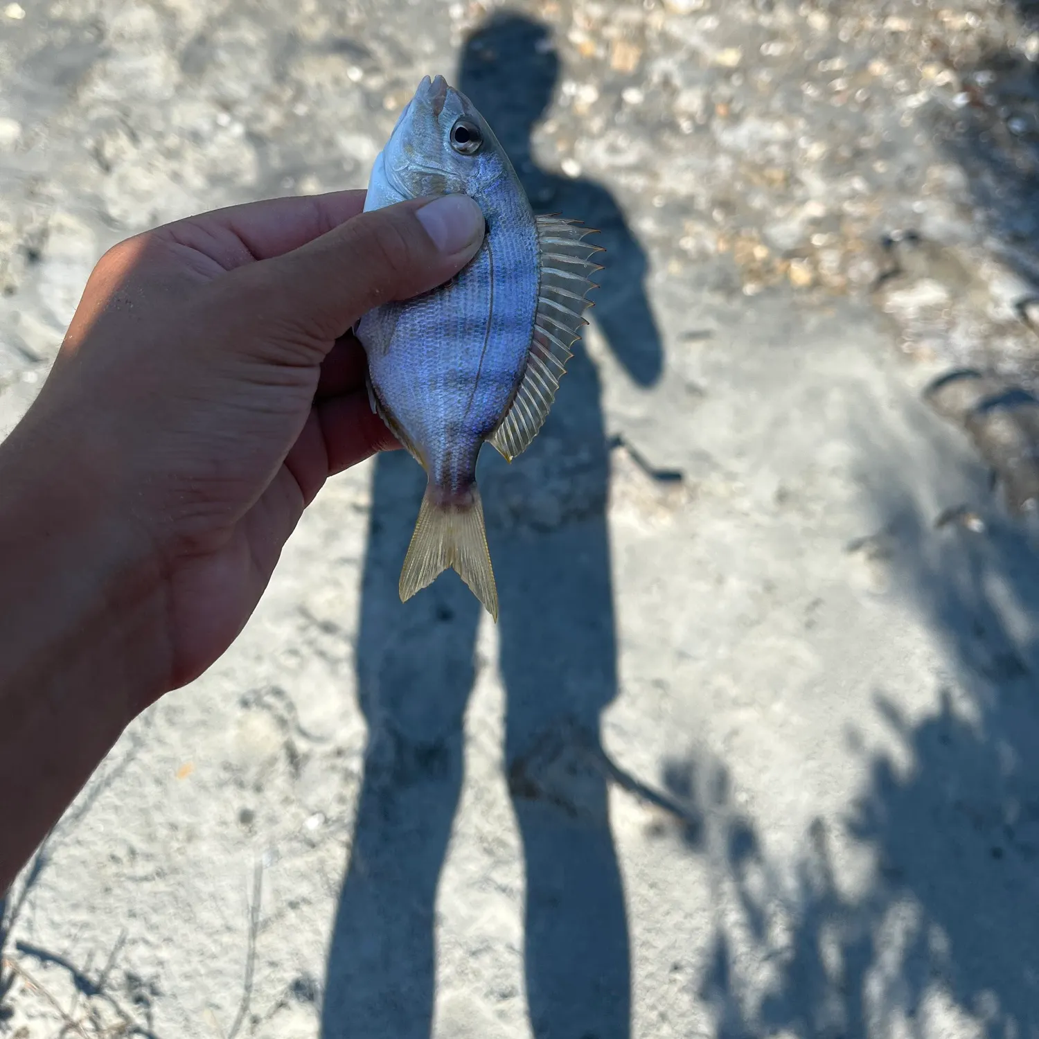 Pinfish caught on Fishbrain