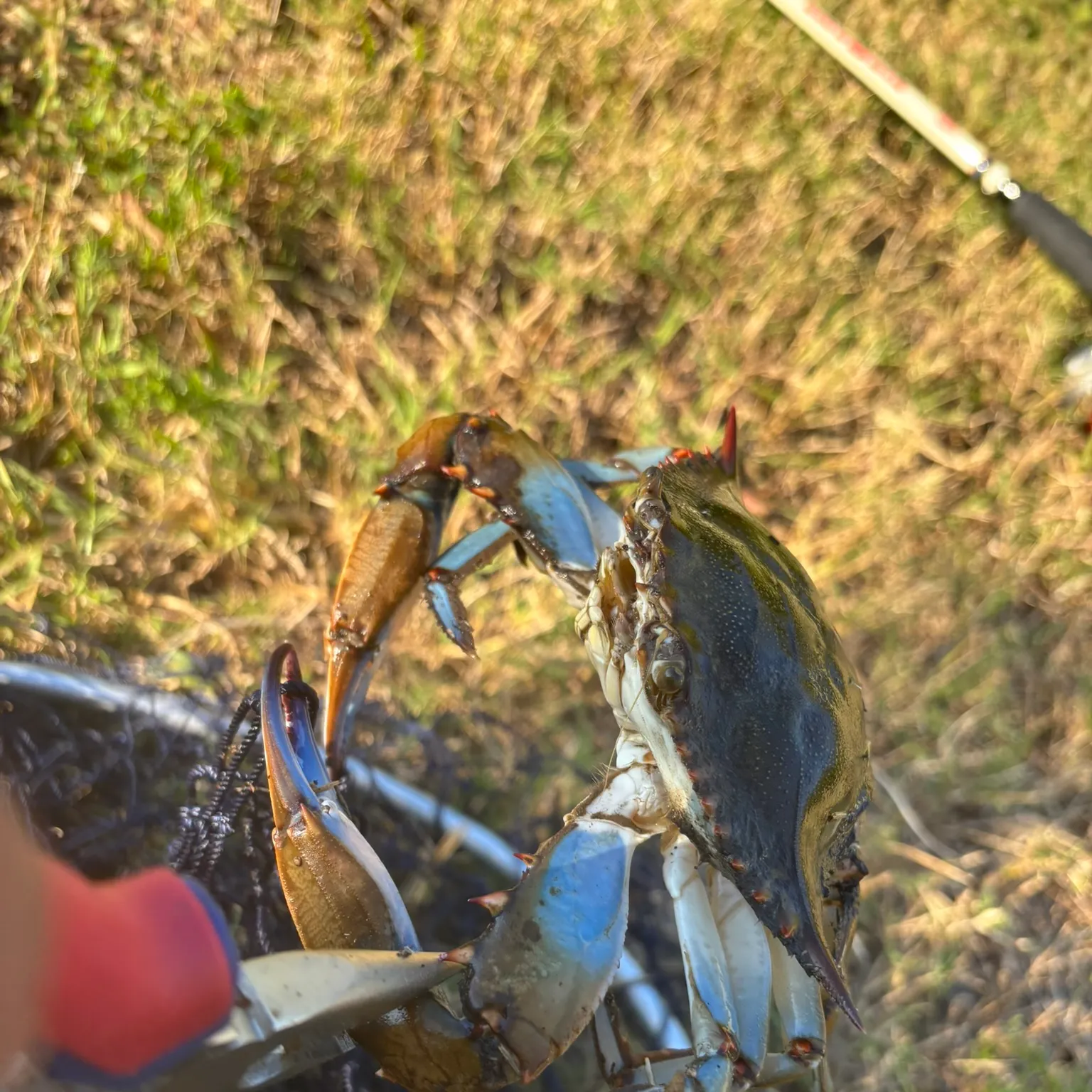 The most recent Blue crab catches on Fishbrain