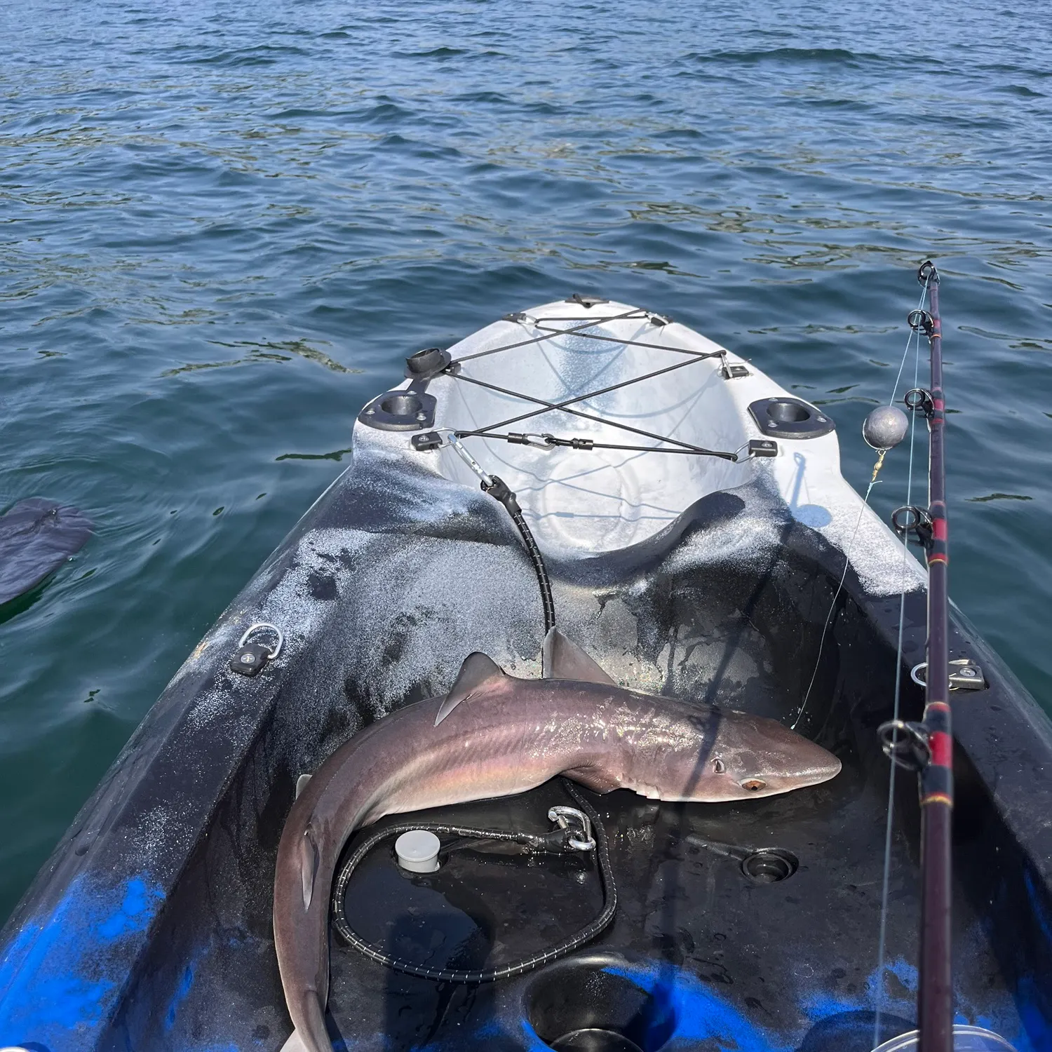 The most recent Pacific spiny dogfish catches on Fishbrain