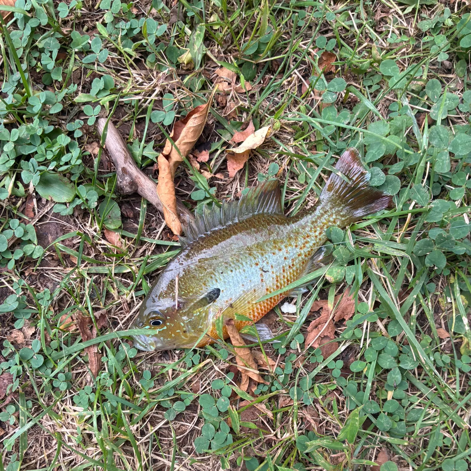 Fish caught on Fishbrain
