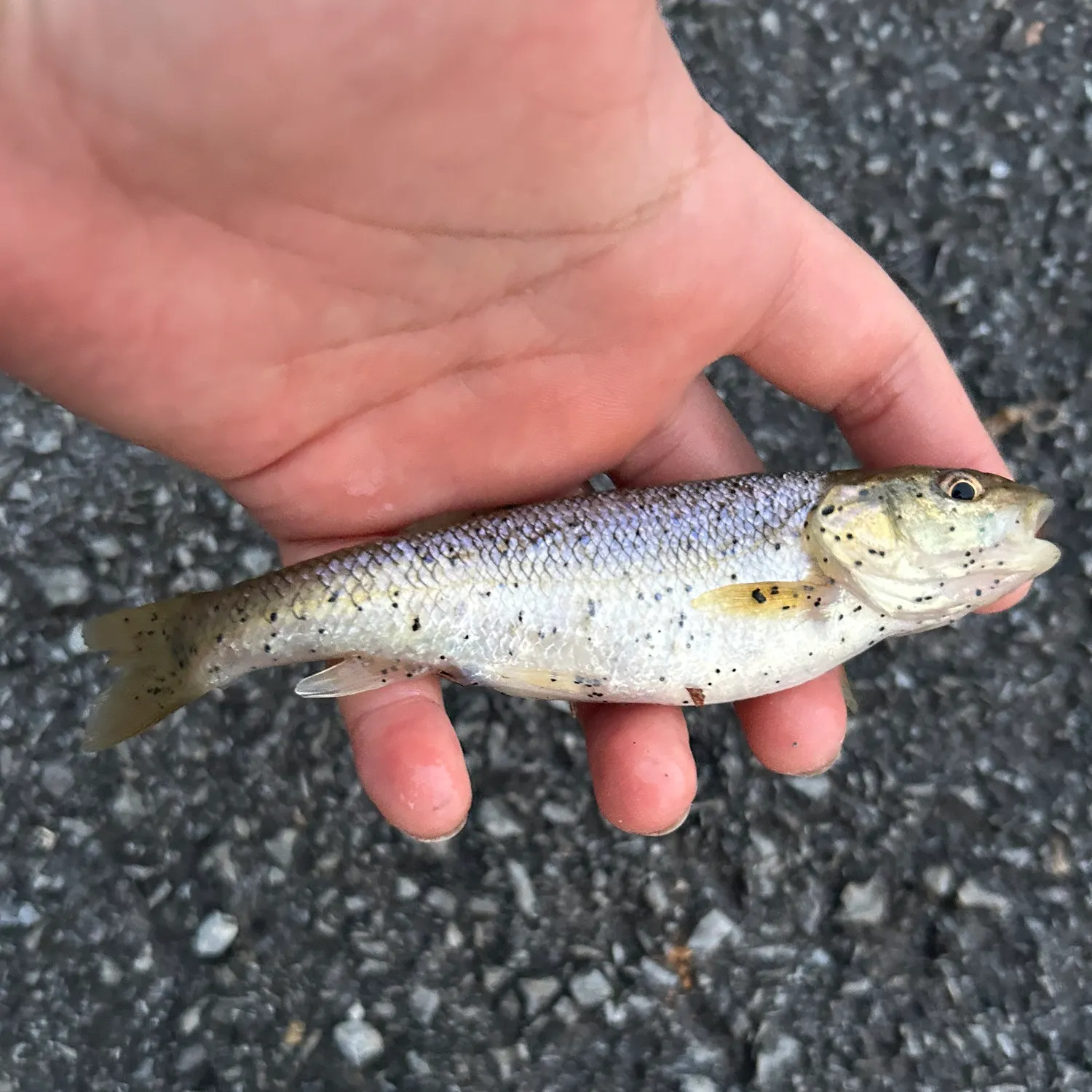 Creek chub caught on Fishbrain